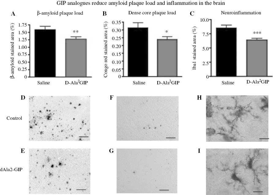 Figure 2: The protease-resistant GIP analogue dAla2-GIP protected against key AD biomarkers. (A) The number of amyloid plaques in the cortex of 12-month-old APP/PS1 mice was much reduced after 8 weeks of once-daily i.p. treatment. (B) The dense-core amyloid plaques which induce a chronic inflammation response were also reduced in numbers. (C) Chronic inflammation by activation of microglia is detrimental to neuronal survival. Drug treatment greatly reduced the amount of activated microglia in the cortex. Adapted from Faivre and Hölscher (2013b).