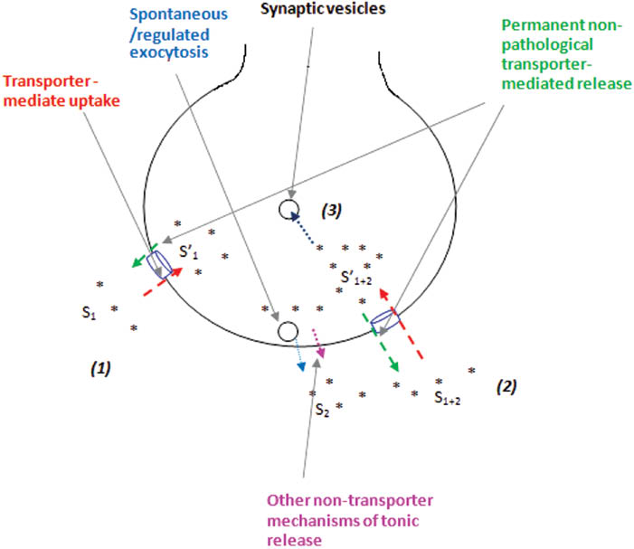Figure 1: The mechanisms establishing permanent glutamate turnover in nerve terminals.(1), (2), and (3) correspond to Equations (4), (5), and (6).