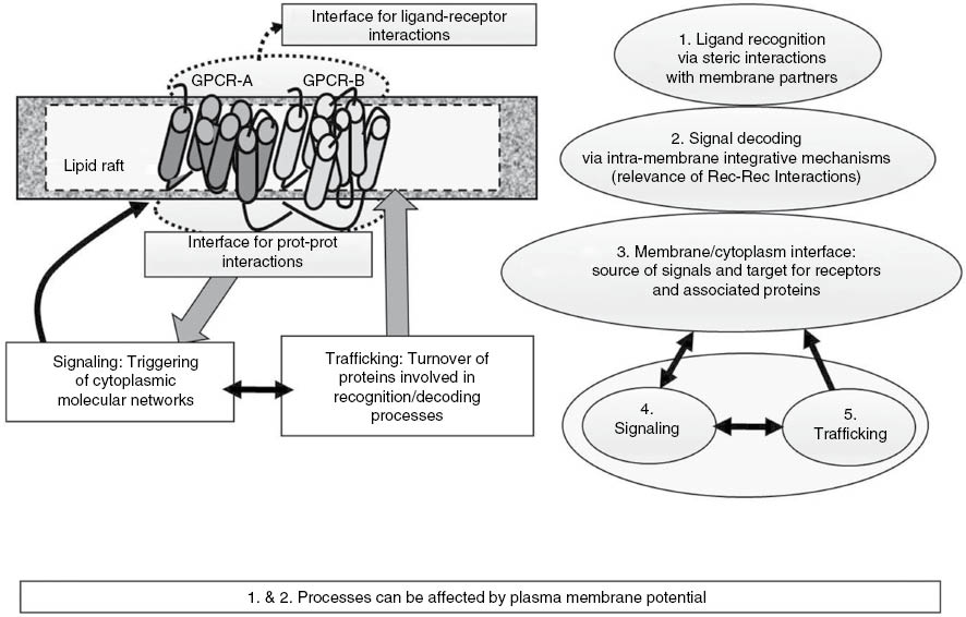 Figure 1: Schematic representation of the molecular networks that play a role in the recognition/decoding processes of extracellular signals carried out by GPCR.For further details, see text.