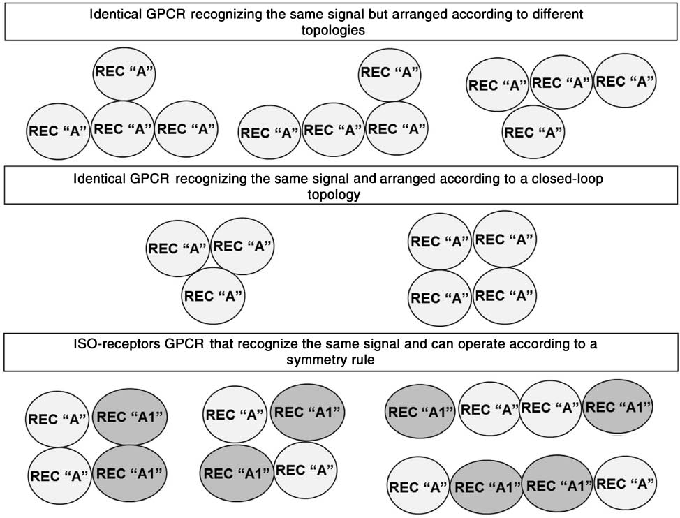 Figure 5: Relevance of the topology in the assembly of GPCR forming RMs.Some topologies indicate the possible relevance of the ‘symmetry rule,’ hence that a peculiar cooperative phenomenon can be in operation. For further details, see text.