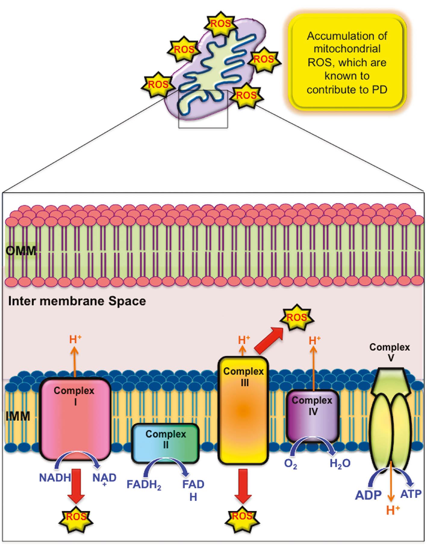 Figure 1: Generation of mitochondrial ROS contributes to PD.A defect in the complex I or complex III of mitochondrial respiratory chain promotes the accumulation of reactive radicals, leading to oxidative stress.
