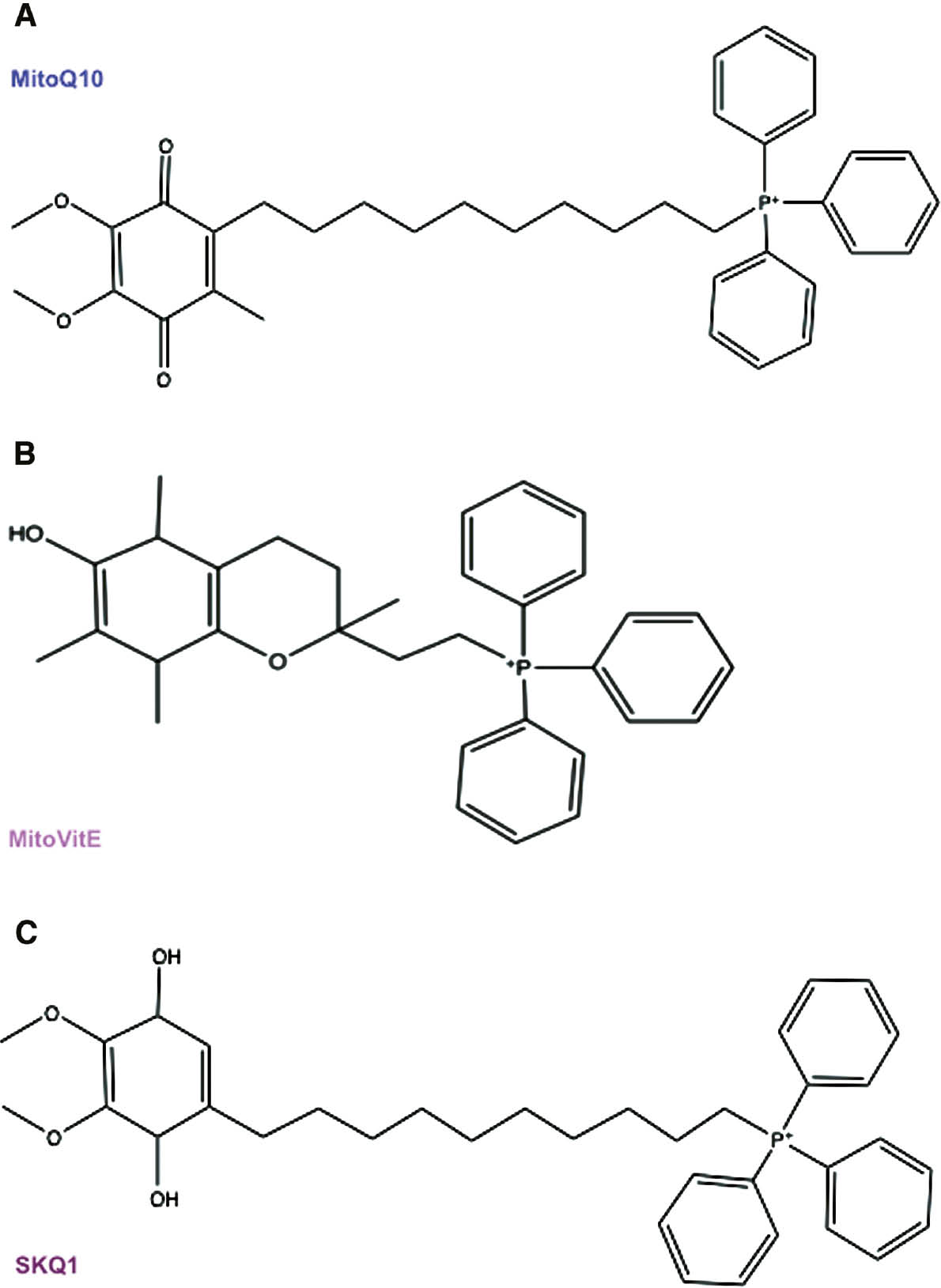 Figure 2: MTAs.Structures of TPP+-containing molecules that seem to be able to fight PD, such as MitoQ10 (A), MitoVitE (B), and SkQ1 (C).