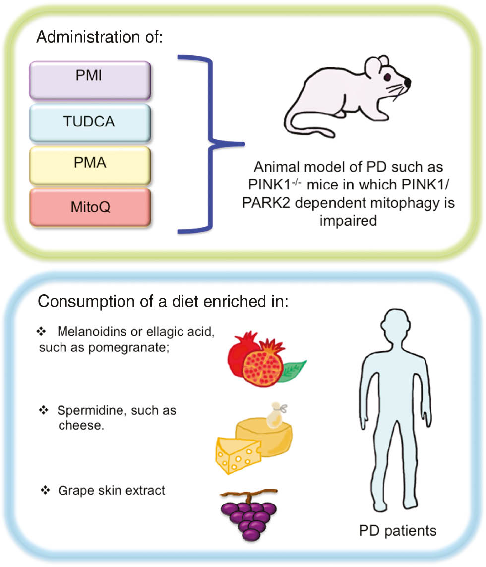 Figure 4: Antioxidants and/or mitophagy inducer administration in order to counteract PD.The use of pharmacological compounds able to activate both mitophagy and antioxidant responses could be a promising strategy in PD mice models in order to delay neurodegeneration. In addition, it could be worth testing a diet enriched in natural mitophagy inducers and/or antioxidants, such as pomegranate or cheese, as a method of limiting oxidative stress and, thus, neurodegeneration in PD patients.