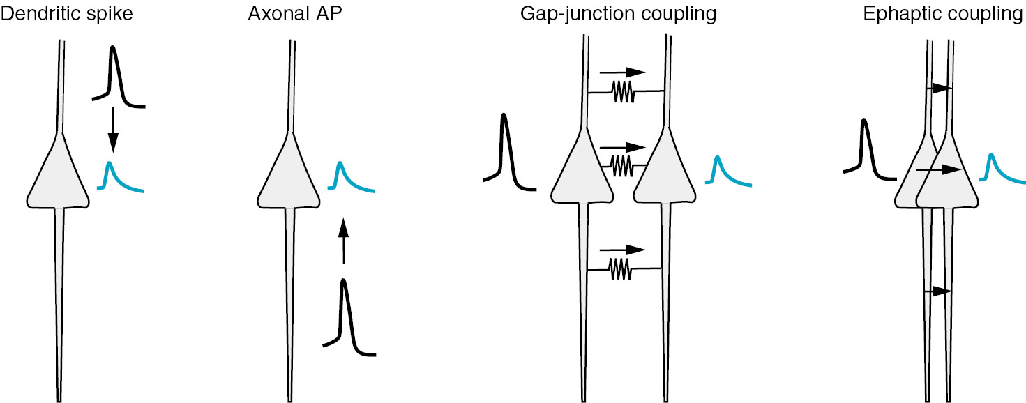 Figure 1: Mechanisms of spikelet generation.Somatic spikelets (blue traces) can result from propagation failures of dendritic spikes or axonal APs as well as from AP transmission through gap junctions or ephaptic transmission through extracellular fields.