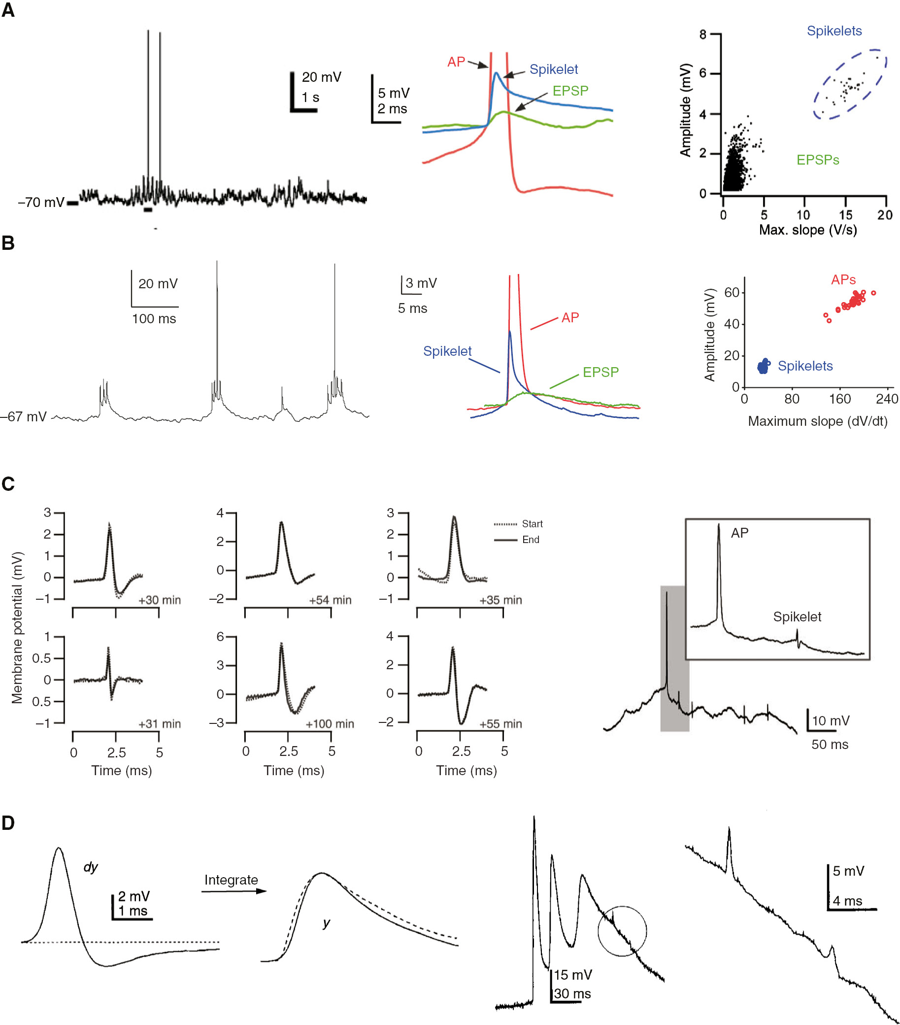 Figure 2: Two types of spikelets observed in pyramidal neurons.(A, B) Large-amplitude spikelets recorded in vivo in putative pyramidal cells in cat neocortex (A; Crochet et al., 2004) and in hippocampal CA1 pyramidal neurons (B; Epsztein et al., 2010). Left: Example somatic voltage traces with APs and spikelets. Middle: Overlay of mean AP (red, truncated), spikelet (blue), and EPSP (green) waveforms. Right: The all-or-none nature of spikelets is revealed in plots of amplitude vs. maximum slope. (C, D) Spikelets with fast, often hyperpolarizing, decay. (C) Small-amplitude spikelets from neocortical principal cells recorded in cat visual cortex in vivo (Scholl et al., 2015). Left: Mean spikelet waveforms from individual cells, as recorded at the beginning (dotted line) and toward the end of the recording session (solid line). Time passed between the two averages is indicated for each example. Right: A voltage trace showing an AP and spikelets; the gray region is enlarged in the inset. Note that the spikelet waveform is briefer than the AP waveform. (D) Spikelets occurring in CA1 pyramidal neurons in vitro during calcium-free-induced epileptic activity (Valiante et al., 1995). Left: Average spikelet waveform from a single cell (dy). The spikelet corresponds to a differentiated AP: Numerically integrating the spikelet waveform (dy) results in a waveform (y) that qualitatively matches the averaged AP waveform recorded from another cell (dashed line). Right: AP burst with two spikelets encircled and expanded on the far right. (A) Reprinted from Crochet et al. (2004) by permission from Oxford University Press. (B) From Epsztein et al. (2010). Reprinted with permission from AAAS. (C) Reprinted from Scholl et al. (2015), with permission from John Wiley and Sons. (D) Republished with permission from Society for Neuroscience, from Valiante et al. (1995); permission conveyed through Copyright Clearance Center, Inc. (A–D) All rights reserved.