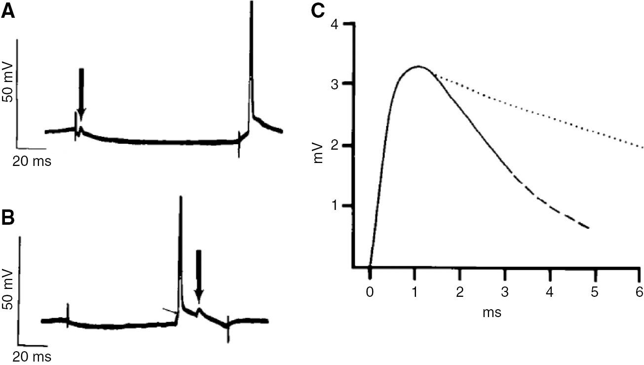 Figure 3: ‘Fast prepotentials’ (FPPs) in hippocampal pyramidal neurons in vivo.(A) Weak somatic hyperpolarization (presumably applied between the two stimulation artifacts) can isolate FPPs (large vertical arrow, left) in somatic intracellular recordings. In this example, the rebound AP (right) does not show an FPP. (B) A rebound AP is preceded by an FPP (diagonal mark) and followed by an isolated FPP (large vertical arrow). (C) Waveform of an isolated FPP (solid line). The dashed part indicates ‘the uncertainty in judging the baseline on which these small prepotentials ride’. Time course of a purely passive decay is depicted as a dotted line. Reprinted from Spencer and Kandel (1961) with permission from The American Physiological Society, all rights reserved.