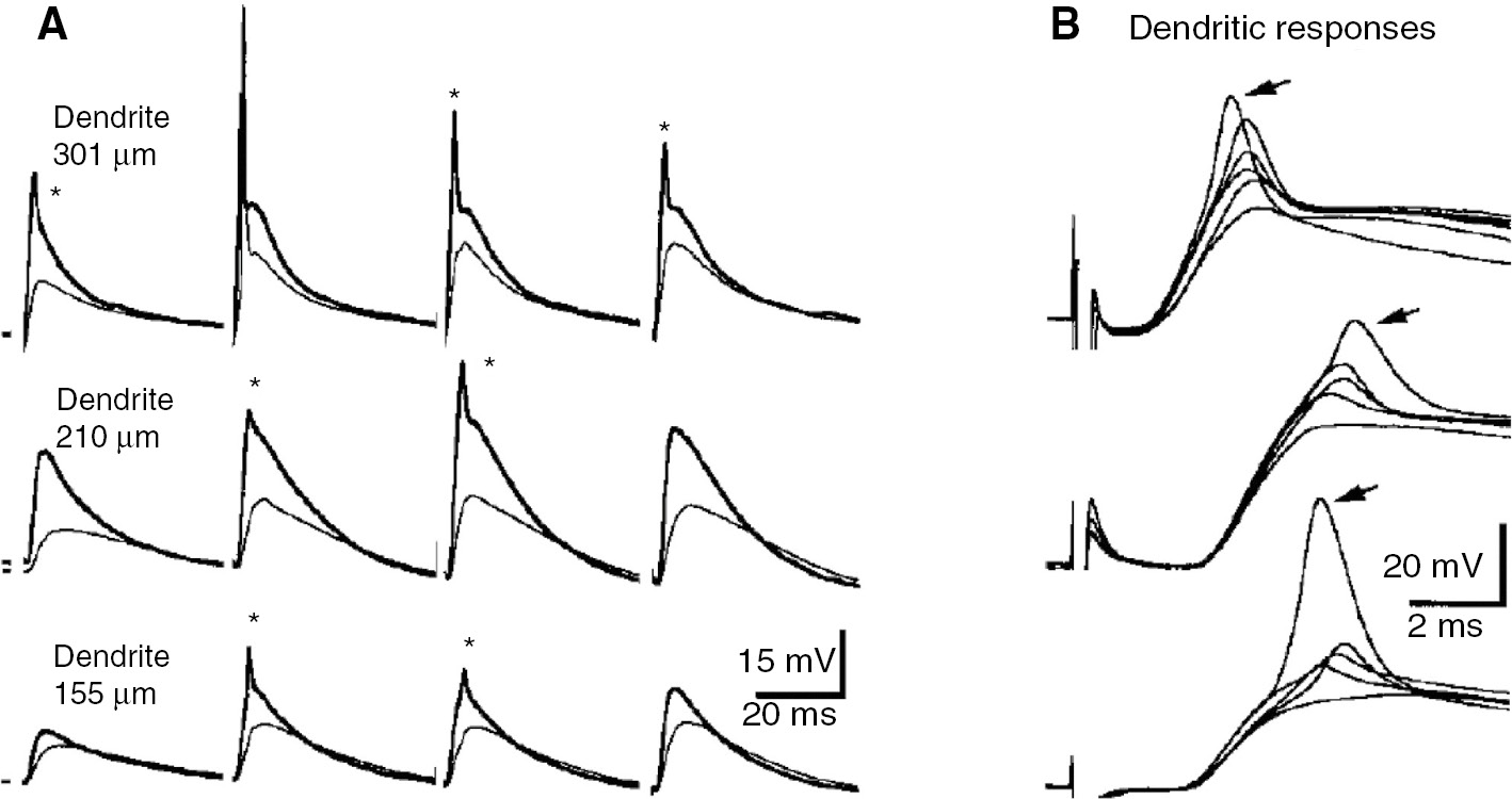 Figure 4: Propagation failures of apical dendritic spikes are not manifested as all-or-none somatic spikelets.(A) Dual intracellular recordings in apical dendrites and the soma in three different CA1 pyramidal cells (rows). Shown are synaptically elicited dendritic spikes (asterisks, thick line) that failed to trigger a somatic AP (thin line: somatic traces). (B) Overlay of dendritic spikes from the three neurons shown in A reveal the graded nature of dendritic spikes. Arrows mark spikes that evoked somatic APs. Reprinted from Golding and Spruston (1998) with permission from Elsevier, all rights reserved.
