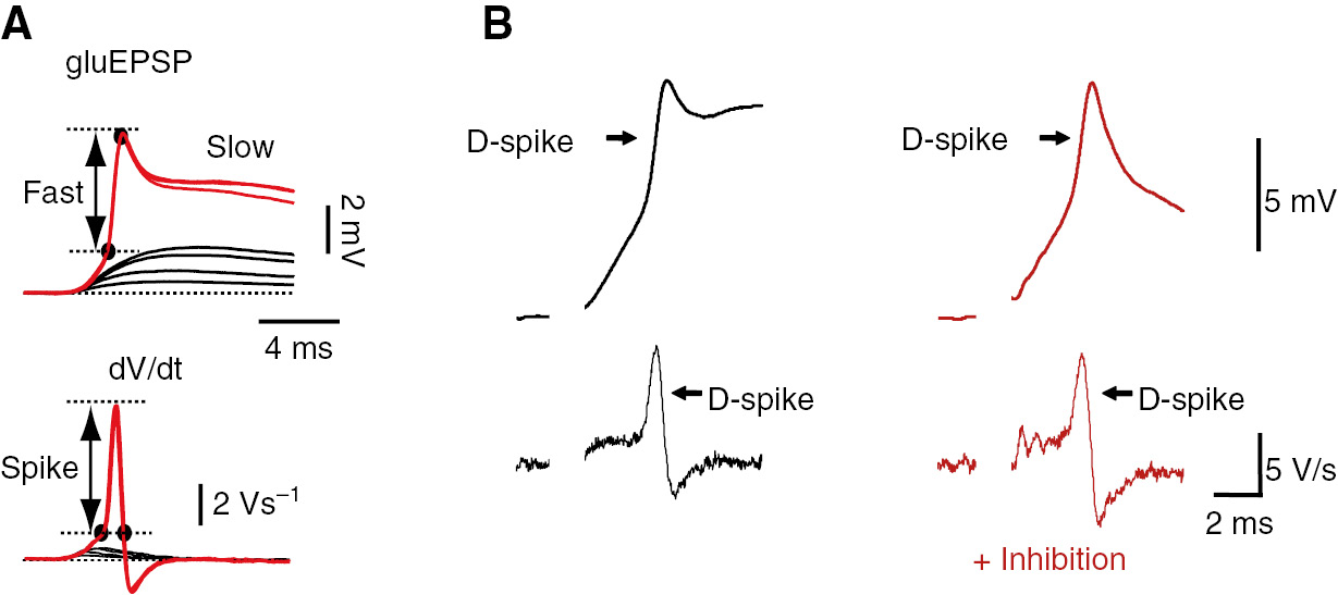 Figure 5: Spikelets originating in basal dendrites of CA1 pyramidal neurons.(A) Subthreshold EPSPs (black) and dendritic spikes (red) evoked with uncaged glutamate, measured at the soma. Shown are voltage traces (top) and first time derivatives of voltage (bottom). The dendritic spikes exhibit two distinct components: an initial fast component and a late slow component. Reprinted by permission from Springer Nature Customer Service Centre GmbH: Nature, Losonczy et al. (2008). (B) Dendritic spikes evoked with glutamate iontophoresis in the absence (black) and in the presence (red) of recurrent inhibition, which blocks the slow spike component. Depicted are somatic voltage traces (top) and first time derivatives of voltage (bottom). Reprinted from Müller et al. (2012) with permission from Elsevier, all rights reserved.