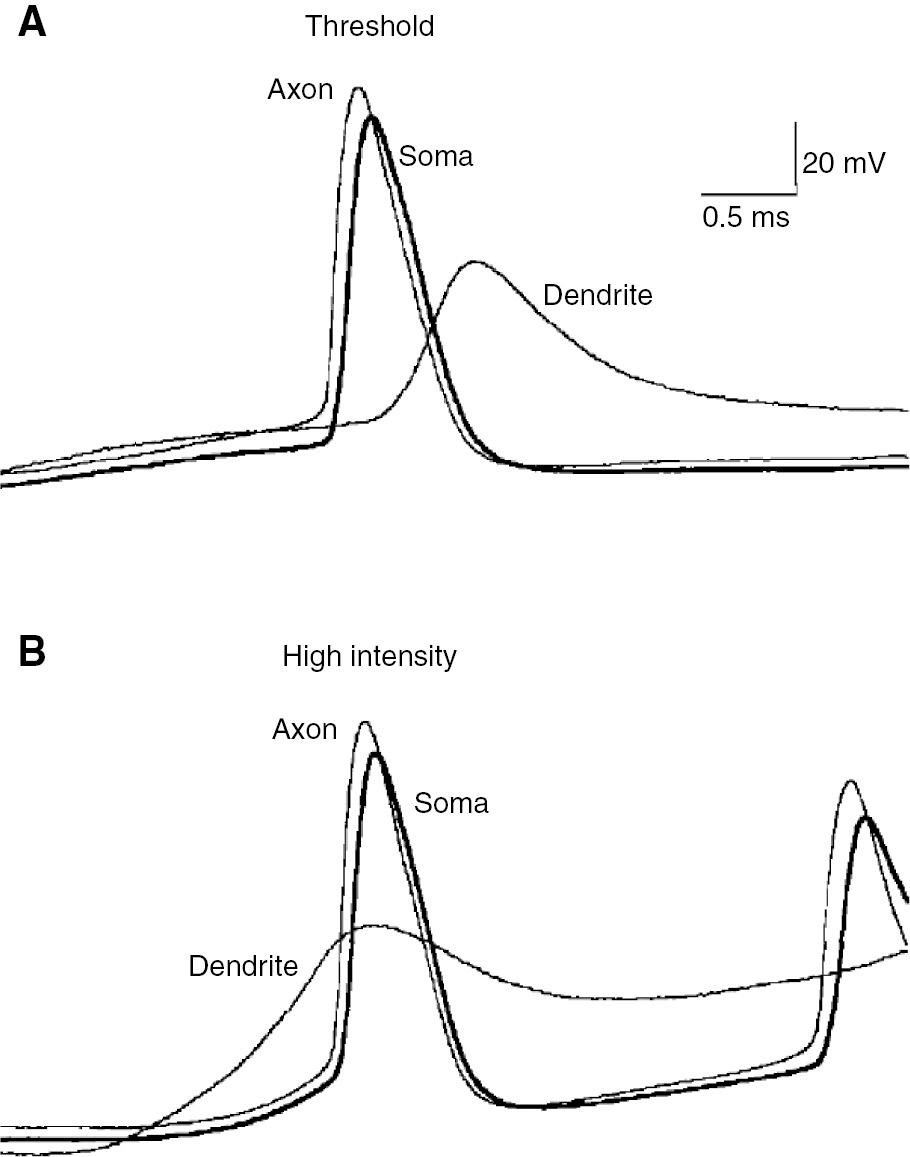 Figure 6: APs occur in the axon before the soma, even when a dendritic spike precedes the somatic AP.Synaptic inputs were evoked with an extracellular electrode placed in layer 2/3, in the region of distal apical dendrites. Whole-cell patch-clamp recordings were obtained simultaneously at the soma (thick traces), apical dendrite (300 μm from soma), and axon (20 μm from soma). (A) A threshold-intensity stimulus resulted in AP initiation at the AIS, followed by a somatic AP and an attenuated backpropagating AP in the dendrite. (B) A strong stimulus elicited a dendritic spike first, but nevertheless, the axonal AP preceded the somatic AP. Reprinted from Stuart et al. (1997) with permission from John Wiley and Sons, all rights reserved.
