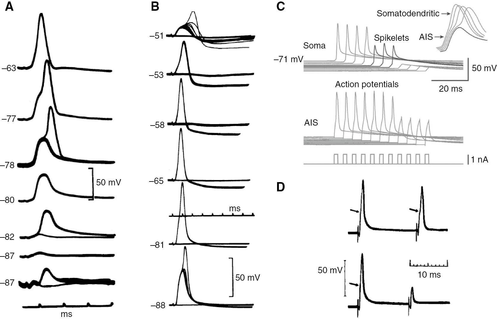Figure 7: Antidromic generation of axonal spikelets.(A) Somatic hyperpolarization of a motoneuron revealed all-or-none spikelets of axonal origin: a large spikelet (third to fifth rows) was postulated to result from AP propagation failure at the axon hillock-soma boundary. Further hyperpolarization uncovered a smaller spikelet (fifth and sixth rows; sixth row expanded 4.5× below), which was supposed to reflect an AP propagation failure at the transition from the myelinated to the non-myelinated axon. (B) Somatic depolarization of a motoneuron also resulted in all-or-none spikelets (first row), albeit the transition from full APs to spikelets appeared in a somewhat graded manner. (C) Somatic hyperpolarization disclosed spikelets in layer V pyramidal neurons (upper traces). The inset shows the correspondence between the initial rising phase of the APs (‘shoulder’, gray) and the rising phase of the spikelets (black). The simultaneous recordings from the AIS demonstrated APs corresponding to somatic spikelets (lower traces). (D) In a CA1 pyramidal neuron, applying a sequence of two brief stimuli to the axon results in two APs (first trace), but if the interstimulus interval is small enough, a spikelet is evoked with the second stimulus (second trace). The arrows mark the inflection in the rising phase of the APs corresponding to the spikelet. (A, B) Reprinted from Coombs et al. (1955) with permission from John Wiley and Sons. (C) Reprinted by permission from Springer Nature Customer Service Centre GmbH: Nature, Hu et al. (2009). (D) Reprinted from Kandel et al. (1961) with permission from The American Physiological Society. (A–D) All rights reserved.