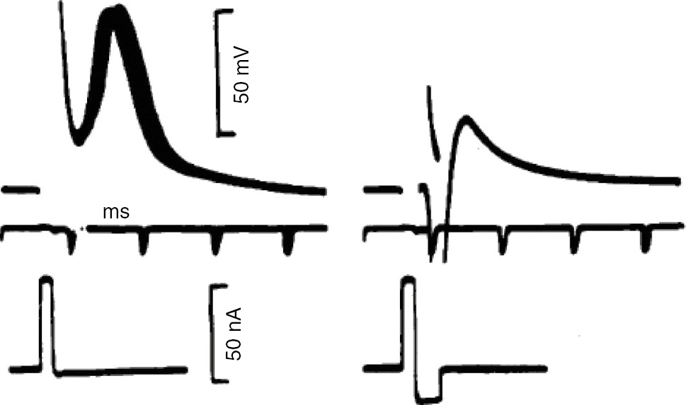 Figure 8: Orthodromic generation of spikelets.APs evoked in a motoneuron with somatic current pulses (left). Orthodromic spikelets could be generated when a brief somatic depolarization was immediately followed by a hyperpolarizing pulse (right trace). The current input is depicted below the corresponding voltage trace. Reprinted from Coombs et al. (1957) with permission from John Wiley and Sons, all rights reserved.
