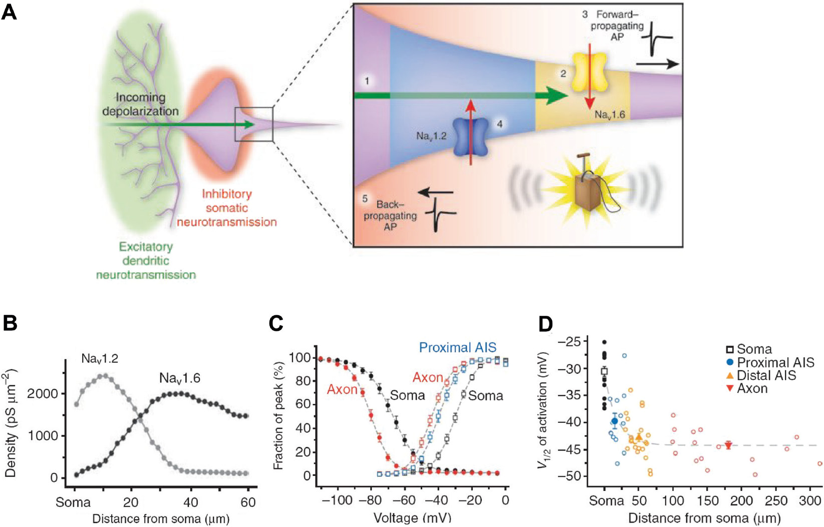Figure 9: APs are initiated at the distal AIS.(A) Schematic picture of AP initiation. Incoming depolarization (green arrow) initiates an AP in the distal AIS (yellow) where the low-threshold NaV1.6 channels are localized. From there, the AP propagates forward along the axon as well as backpropagates to the soma. Reprinted by permission from Springer Nature Customer Service Centre GmbH: Nat Neurosci, Dulla and Huguenard (2009), all rights reserved. (B) Distribution of NaV1.2 (gray) and NaV1.6 (black) channel densities along the AIS, as estimated from immunofluorescence measurements. (C) Activation (empty squares) and inactivation (full circles) curves of somatic (black) and axonal (red) sodium currents. The activation curve for proximal AIS (blue) was added for comparison. (D) Half-activation voltages of sodium channels measured along the soma and axon. (B–D) Reprinted from Hu et al. (2009) with permission from Springer Nature; all rights reserved.