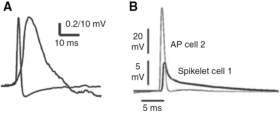 Figure 10: Spikelets in electrotonically coupled cells.(A) AP (briefer event) and the corresponding spikelet (wider event) recorded in a coupled pair of hippocampal stratum oriens interneurons. Amplitudes are scaled for a better comparison of their time course. Reprinted from Zhang et al. (2004) with permission from John Wiley and Sons, all rights reserved. (B) AP and the corresponding spikelet from a pair of CA1 pyramidal neurons. Amplitudes are scaled, but the short (<1 ms) time delay is as recorded experimentally. Reprinted from Mercer et al. (2006) with permission from Springer Nature; all rights reserved.