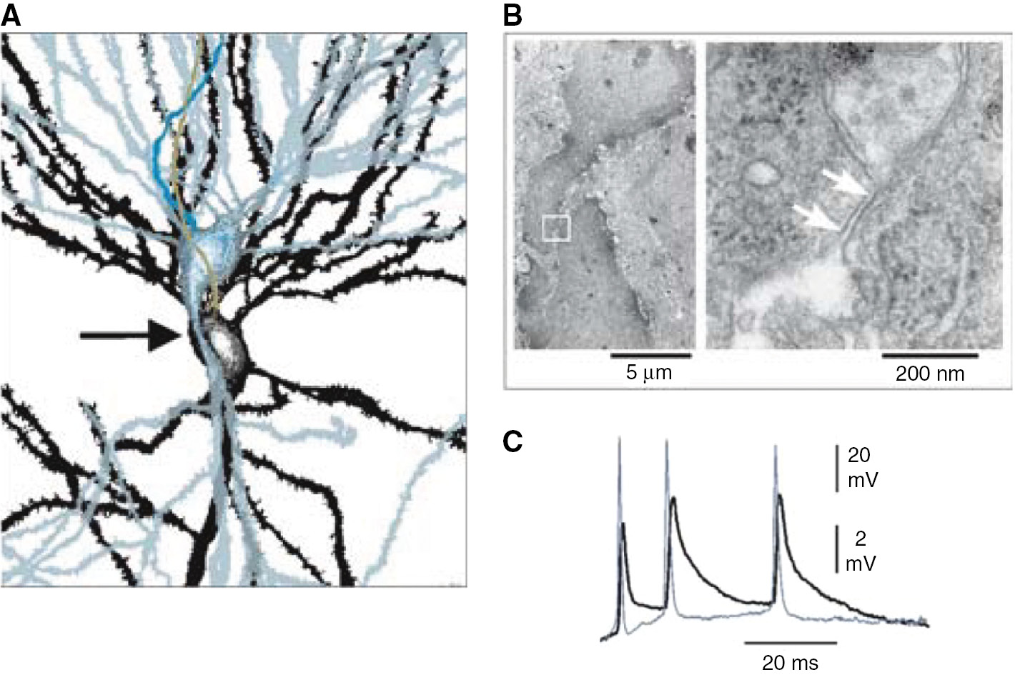 Figure 11: Electrical coupling in CA1 pyramidal neurons in vitro.(A) Reconstruction of an electrically coupled pair of neurons. The arrow marks a putative contact between the apical dendrite of one cell (blue) and the soma of the other cell (black). (B) Left: Electron micrograph depicting the cells from (A) (proximal apical dendrite of the blue cell and both somata). The white box indicates the region of the putative contact site, which is expanded on the right. Note that the close membrane apposition, marked with white arrows, does not show any distinctive ultrastructure. (C) Demonstration of electrical coupling in the two cells shown in (A) and (B): APs in the blue cell (thin blue-gray traces) evoked spikelets in the black cells (black traces). Reprinted from Mercer et al. (2006) with permission from Springer Nature; all rights reserved.