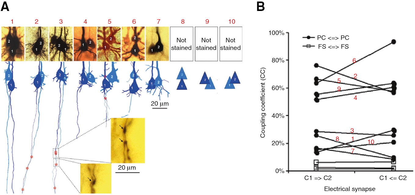 Figure 12: Electrical coupling in neocortical pyramidal neurons in vitro.Morphologies (A) and coupling coefficients (B) of 10 coupled pairs of neocortical pyramidal neurons. In (A), red asterisks mark possible coupling sites, and insets show putative axo-axonal contacts. (B) Coupling coefficients (CCs) in both directions (cell 1 to cell 2, C1→C2, and cell 2 to cell 1, C2→C1) for all 10 pairs from (A). Three fast-spiking (FS) interneurons are included for comparison. The CCs were determined for step currents (nos. 2, 3, 6, and 10) or spikelet and AP transmission (nos. 1, 4, 5, and 7–9). Reprinted from Wang et al. (2010), used under the Creative Commons Attribution license. To view a copy of this license, visit https://creativecommons.org/licenses/by/4.0/.