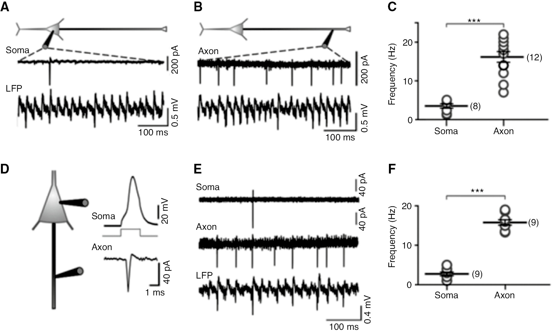 Figure 2: During population behaviors, axons may fire significantly more than somata.In this case, persistent gamma oscillations were evoked in the CA3 region by bath application of kainate (400 nM). Patch recordings were made from pyramidal cells and recordings were made of the local field potential (LFP) in stratum pyramidale. (A) Cell-attached soma recording with LFP shows gamma oscillations with sparse somatic firing. (B) Cell-attached axonal recording with LFP shows more frequent axonal firing. (C) Summary data show far more frequent firing of the axons than somata. (D) Whole-cell somatic recording and simultaneous cell-attached axonal recording indicate that the same cell was recorded at two different sites. (E) In cell-attached mode for both soma and axon, again the axon fires more than the soma. (F) Summary data of this and similar experiments. From Dugladze et al. (2012; concerning the mechanism by which axons may fire more than somata, see Traub et al., 2000, 2003a).