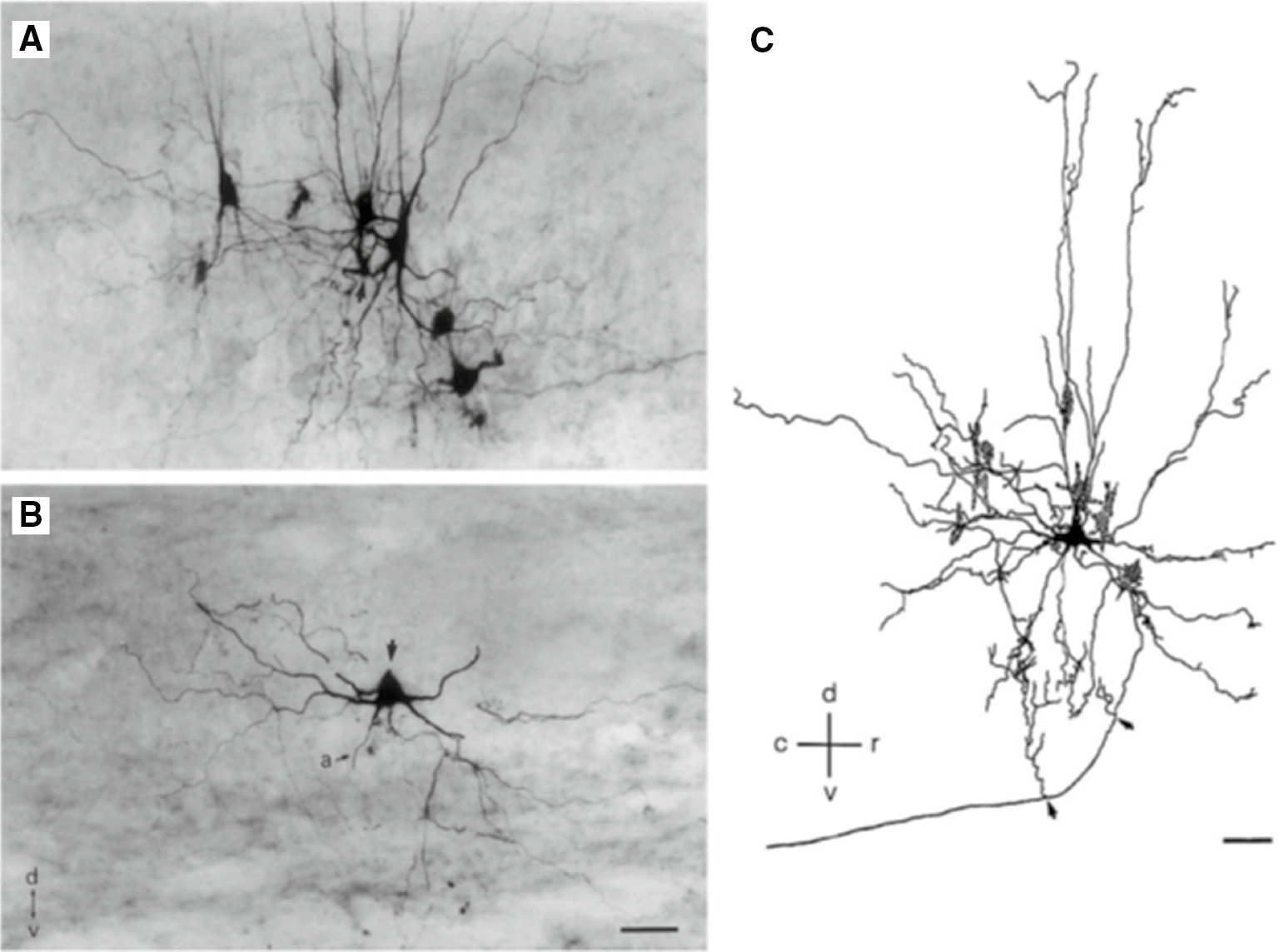 Figure 3: Dye coupling among tibialis anterior motoneurons, P7 rat, after intramuscular injection of botulinum neurotoxin.Biocytin labeling after injection of one motoneuron. (A) Cluster of dye-coupled cells in apposition to the cell shown in (B; adjacent section). Scale bar, 50 μm (A, B, C). (C) Camera lucida reconstruction of injected cell and coupled cells. Arrows mark axonal collaterals. From Pastor et al. (2003).