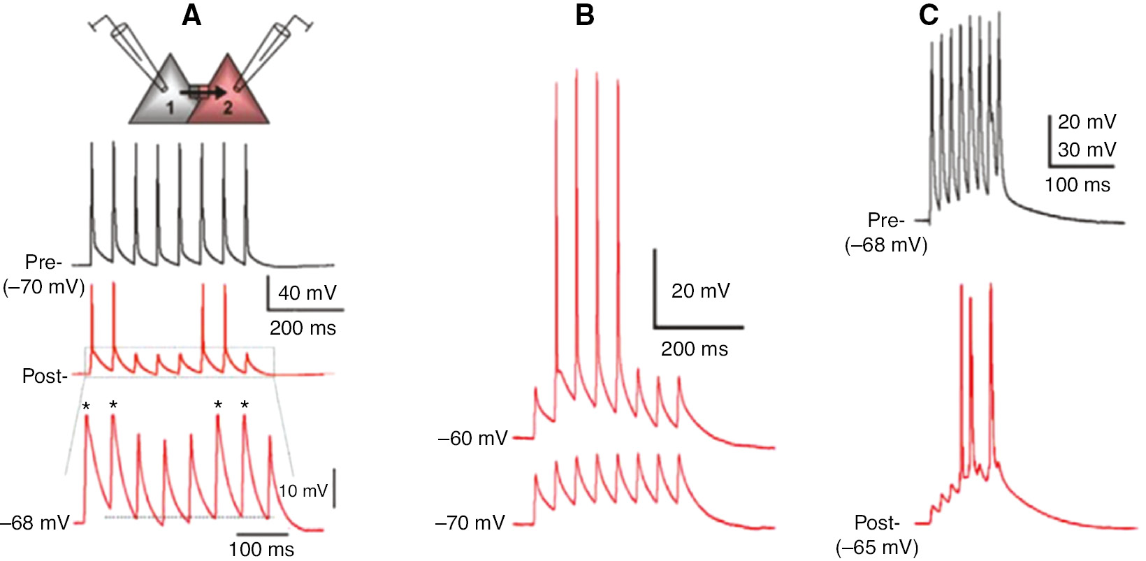 Figure 4: Strong electrical coupling between pairs of layer 5 prefrontal cortex pyramidal neurons, probably regular spiking (RS) cells.(A) An action potential train in one cell induced in another cell either action potentials or spikelets, depending on membrane potential. (*indicates truncated action potentials). Broken line in inset shows apparent threshold for action potential vs. spikelet. Prefrontal cortex (PFC) slice, P18 rat. (B) Action potentials occurred at resting potential −60 mV, but not −70 mV. PFC slice, P32 rat. (C) Summation of spikelets leading to full action potentials in postjunctional neuron. PFC slice, P32 rat. From Wang et al. (2010).