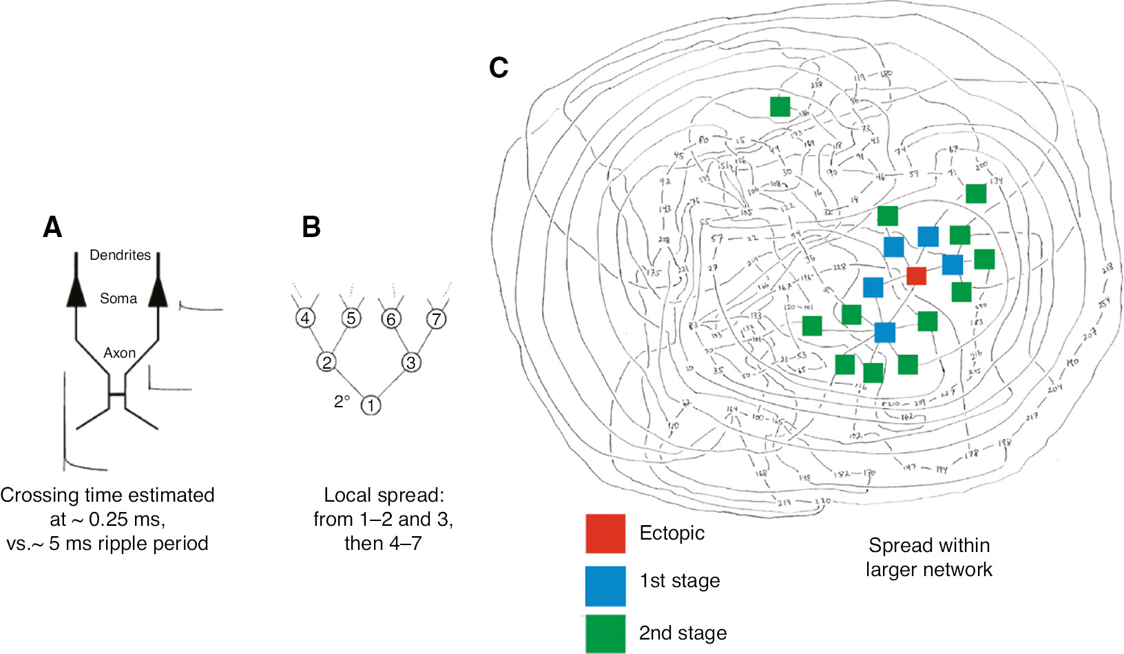 Figure 5: One means by which a network of electrically coupled pyramidal cells (through their axons) could generate collective behavior.Collective oscillations can occur if (1) spikes can cross axon to axon (A), with the crossing time small (a fraction of a ms) relative to the oscillation period (several ms); the schematic shows a full action potential in the left axon, inducing across the gap junction an attenuated action potential in the right axon (but possibly still able to propagate orthodromically and across additional gap junctions, even as it induces only a spikelet in the right soma); (2) on average, each axon couples to more than one other (as in B), so that activity can grow (the schematic shows how an axonal spike can induce first two, then four additional spikes, each after some delay); (3) the network is sufficiently large (C). The network illustrated in (C) has random connectivity; within the network the schematic shows how – as in (B) – an action potential in one cell (red) can spread, first to the blue cells, then green ones (further stages not illustrated); (4) there is a background of spontaneous activity (not shown here). From Traub et al. (2018), which has further details. See also Schmitz et al. (2001) and Traub et al. (2018).