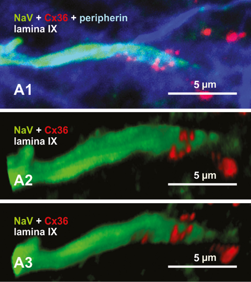 Figure 6: Evidence for Cx36 localization in axon initial segments (AIS).Triple immunofluorescence labeling for motoneuron marker peripherin (blue), AIS marker sodium channel (Nav, green) and gap junction marker Cx36 (red) in lumbar spinal cord of postnatal day 10 rat. (A1) Overlay of three colors in a maximum intensity projection shows localization of several Cx36-puncta (red) at a peripherin-positive motoneuron AIS labeled for NaV (green). (A2, A3) Same image as in A1, with 3-D rendering of red/green overlay and 70° rotation around the horizontal axis in A3 vs. A2 to show Cx36-puncta surrounding the axon. J. I. Nagy (unpublished data).