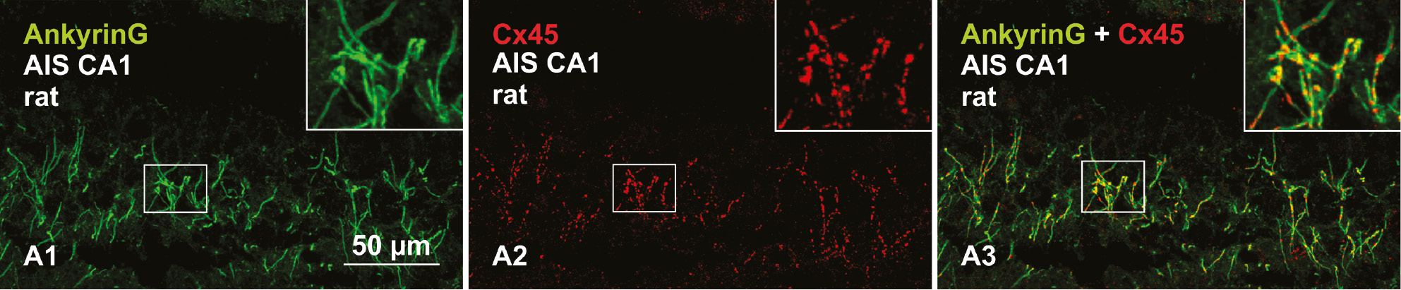 Figure 7: Immunofluorescence labeling for the AIS marker ankyrinG (A1, green) shows punctate Cx45-like immunoreactivity (A2, red) along CA1 pyramidal cell AIS in the stratum oriens of adult rat hippocampus, as seen in overlay (A3) and magnified in inset.J.I. Nagy, unpublished data.