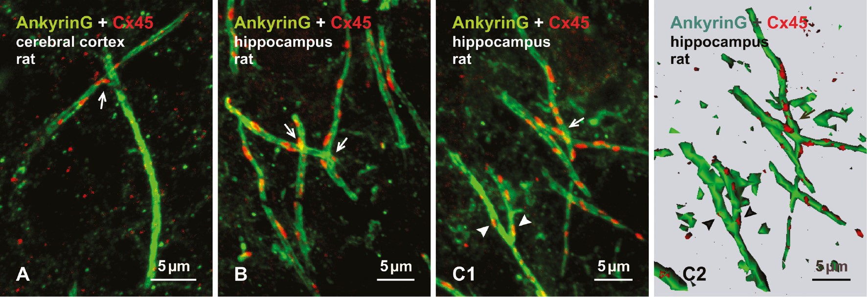 Figure 8: Confocal immunofluorescence images of ankyrinG-positive pyramidal cell AIS in rat cerebral cortex (A) and CA1 hippocampus CA1 (B), showing Cx45-like immunoreactivity at or near AIS intersections (A, B, C1, arrows) and near AIS branch points (C1, arrowheads).Surface rendering of image in C1 is shown in C2. The red puncta suggest the existence of gap junctions on proximal axons, and perhaps even between axons (arrows in A–C), but additional studies are required to confirm that the puncta represent bona fide gap junctions that interconnect axons. J. I. Nagy, unpublished data.