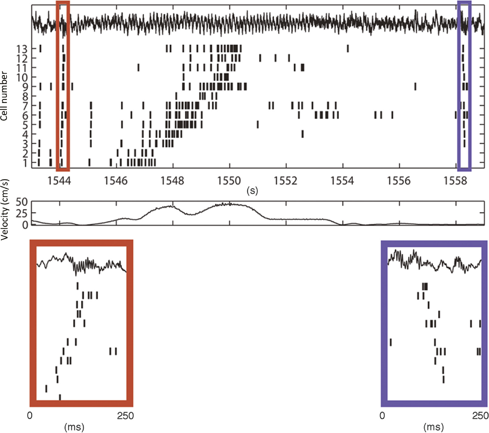 Figure 10: Demonstration of CA1 pyramidal cell assembly behavior at two timescales – of the sharp wave-ripple complex (tens of milliseconds) and of the theta oscillation (frequency ~4–8 Hz, lasting several seconds).Forward and reverse preplay and replay of place cell firing sequences are shown. Awake behaving rat that runs on a linear track with a water reward at each end and with position tracked with an LED device. Silicon probes were implanted in the hippocampus to record multiple units (with pyramidal cells extracted by spike-sorting techniques) and local field potential (LFP, shown at the top of each panel). Pyramidal cell action potentials are shown below the LFPs, sorted by place field locations during the run. The topmost LFP trace in the upper panel shows a sharp wave-ripple complex during near immobility (red box), the running phase with associated theta rhythm and place cell firing, and then another sharp wave-ripple complex during immobility (blue box). Details of the sharp wave-ripple complexes are shown below in time-expanded traces, preplay in the red box, and replay in the blue box. In these expanded traces, the ripples are apparent in the LFP, as is the similarity in firing sequences for the preplay/replay vis-à-vis place-field firing. The cellular mechanisms by which these particular cells ‘assemble’ remains to be determined (but see Bähner et al., 2011). From Diba and Buzsáki (2007).