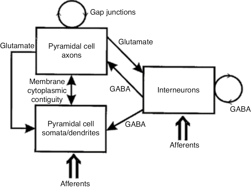 Figure 11: Summary figure showing how chemical synapses and pyramidal cell gap junctions could interact to produce sharp wave-ripple complexes in hippocampal CA1 (and perhaps other cell assembly behavior).Components of the diagram include (A) the collection of pyramidal cell axons (upper), which putatively interact with each other via gap junctions and so generate ripples and which also form glutamatergic synapses on pyramidal cell dendrites and on interneurons; (B) the collection of pyramidal cell somata and dendrites, which we conceptualize as a separate entity from the axons, even though the somata and axons are physically contiguous; (C) interneurons, which chemically inhibit each other, pyramidal cell somata and dendrites, and pyramidal cell axons; (D) excitatory afferents (e.g. from CA3 and entorhinal cortex), which can trigger sharp waves. Interneuron gap junctions not shown (but see, e.g. Traub et al., 2003b); inhibitory afferents also not shown. This scheme helps to illustrate how two forms of assembly behavior can be generated separately, even as they are coupled together. From Traub and Bibbig (2000).