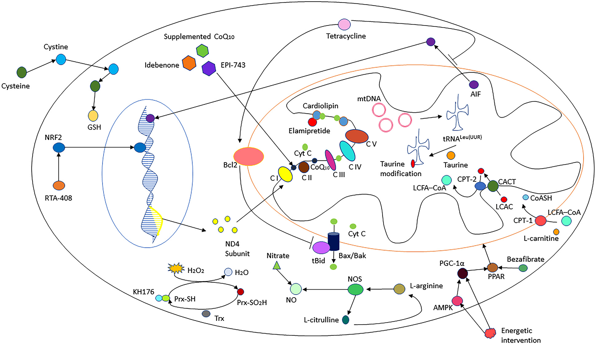 Figure 3: Mechanisms of different therapies. There are 16 kinds of interventions showed in this figure. Tetracycline inhibits the release of the apoptosis-inducing factor (AIF) and cytochrome c (Cyt C) from mitochondria by controlling mitochondrial permeability and upregulating Bcl-2, which prevents cleavage of Bid to truncated Bid (tBid) and antagonizes the death-promoting factors Bax and Bak. CoenzymeQ10, idebenone and EPI-743 might act as electron carriers and antioxidants. Cysteine supplementation might enhance muscle cysteine and glutathione (GSH) availability. Omaveloxolone (RTA-408) prevents nuclear factor erythroid 2–related factor 2 (NRF2) from degradation and induces NRF2 transportation to the nucleus. KH176 might bind to peroxiredoxin (Prx) and promote its role of antioxidation to detoxify hydroperoxides (H2O2) by interacting with the thioredoxin (Trx) systems. Gene therapy like allotopic expression of ND4 subunit may repair the deficient complex I. l-Arginine, l-citrulline and inorganic nitrate induce nitric oxide (NO) synthesis. Energetic intervention and bezafibrate induce mitochondrial biogenesis by activating peroxisomal proliferator activated receptor (PPAR). l-Carnitine is needed for the translocation of fatty acids into the mitochondrial compartment for β-oxidation. Taurine modification of mitochondrial tRNALeu(UUR) is important for mtDNA translation. Elamipretide protects cardiolipin from peroxidation by preventing Cyt C from unfolding and activating. AMPK: AMP-activated protein kinase; C I–IV: complex I–IV; CoA: acyl coenzyme A; CoASH: coenzyme A with a sulfhydryl functional group; CPT1/2: carnitine O-palmitoyltransferase 1/2; LCAC: long-chain acylcarnitines; LCFA: long-chain fatty acids; NOS, nitric oxide synthase; PGC-1α: peroxisomal proliferator activated receptor-γ coactivator-1α mtDNA : mitochondrial DNA.
