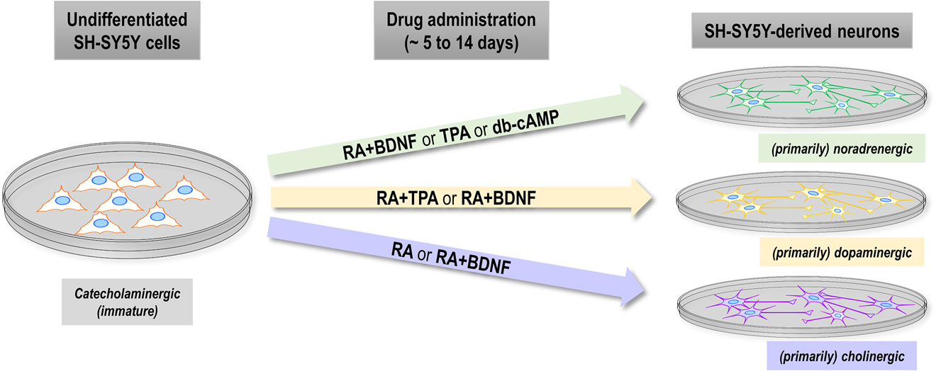Figure 2: 
Drug-dependent neuronal identity of SH-SY5Y-derived neurons mimics features of noradrenergic, dopaminergic or cholinergic neurons.
Overview of the reported neuronal identity for undifferentiated SH-SY5Y cells (left) and SH-SY5Y-derived neurons (right) with respect to commonly administered substances (middle) for differentiation. Undifferentiated SH-SY5Y display features of immature catecholaminergic neurons. Primarily noradrenergic neurons are reported after treatment with RA+BDNF, TPA or db-cAMP, primarily dopaminergic neurons after treatment with RA+TPA or RA+BDNF. Neurons with a primarily cholinergic identity result from differentiation with RA or with RA+BDNF. Administration with two drugs always refers to sequential treatment in the order of appearance. Duration of drug administration varies between protocols but is usually between 5 and 14 days. Please note: The reports about the neuronal identity of SH-SY5Y cells upon differentiation, which is visualized here, are partially inconsistent and question the generation of clearly distinct neuronal subtypes (see Chapter ‘Neuronal identity of SH-SY5Y-derived neurons’ for discussion).
