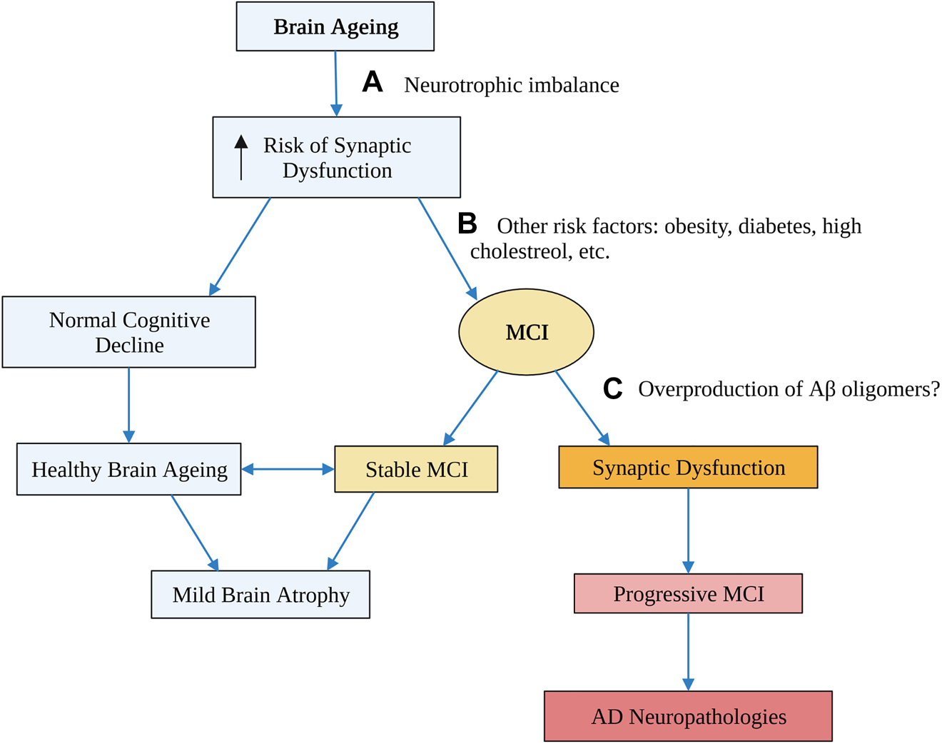 Figure 1:
Proposed stages in the transition from brain ageing to AD and potential risk factors for progression from one stage to the next.
An age-related neurotrophic imbalance due to impaired activity-dependent mechanisms may increase the risk of synaptic dysfunction, which is an early event in AD (A). However, many people age healthily and only experience mild brain atrophy, so other risk factors such as obesity and diabetes likely contribute to the development of MCI (B). Finally, an over production of Aβ, or a failure to clear it, may be the final stage that triggers synaptic dysfunction, and begins the path towards relentless neurodegeneration (C). Flow diagram created with BioRender.com. MCI, mild cognitive impairment.