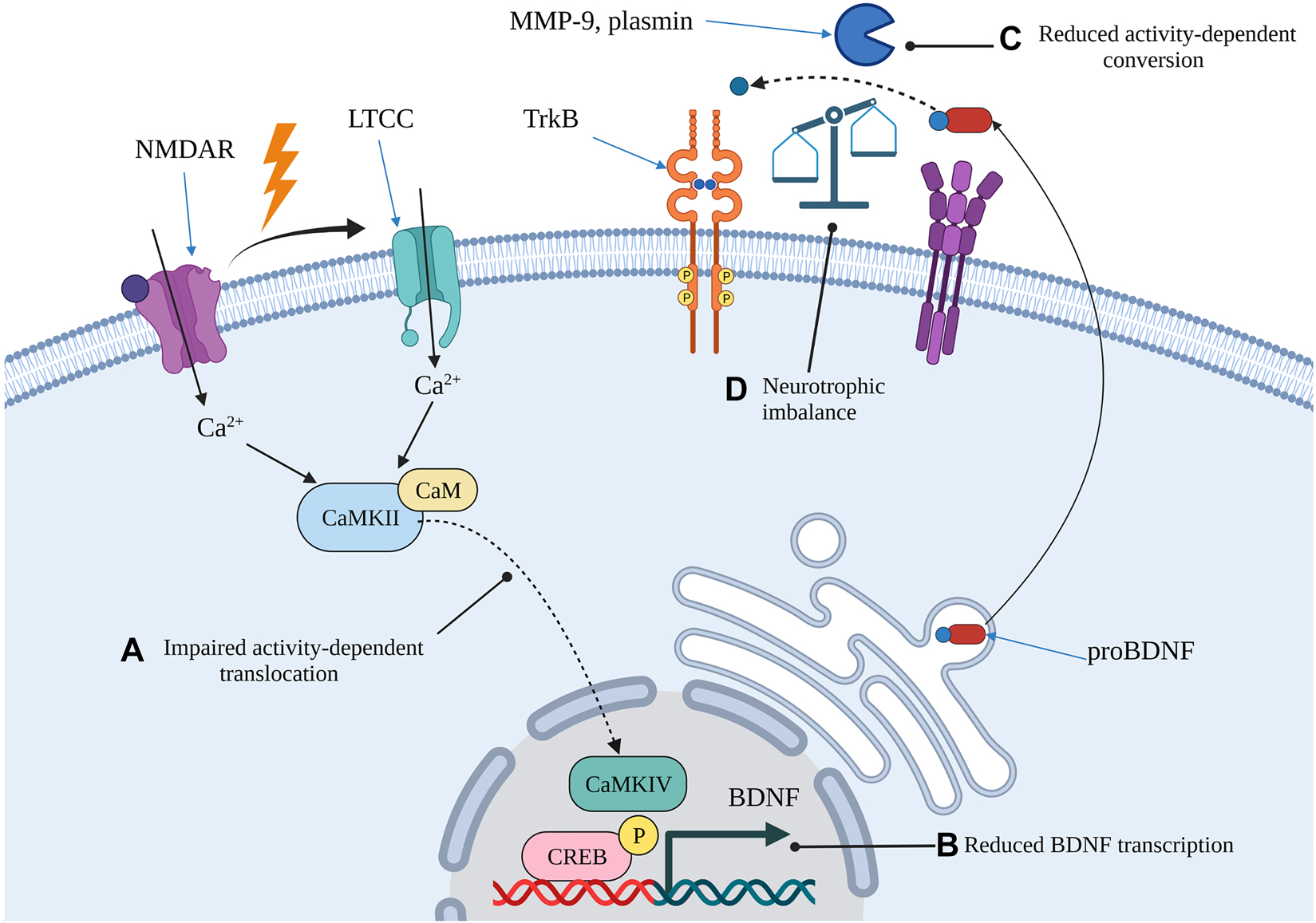 Figure 2:
Proposed mechanism of age-related impairments in neurotrophic signalling that may increase the risk of AD in some individuals.
Impaired activity-dependent mechanisms due to ageing may result in a lack of CaMKII responsiveness following stimulation in hippocampal neurons (A). The impaired translocation could lead to delayed, or attenuated, augmentation of BDNF transcription (B). In addition, age-related reductions in the activity of both intracellular and extracellular proteases could impair the rapid maturation of BDNF that normally occurs following excitatory synaptic activity (C). The net result is an increase in proBDNF relative to mBDNF which skews neurotrophic signalling towards LTD and increases the risk of synaptic dysfunction (D). Image created with BioRender.com. BDNF, brain-derived neurotrophic factor; CaM, calmodulin; CaMKII, Ca2+/calmodulin-dependent kinase II; CaMKVI, Ca2+/calmodulin-dependent kinase IV; CREB, calcium-responsive element binding protein; LTCC, L-type voltage gated Ca2+ channel; MMP-9, matrix metalloproteinase 9; NMDAR, N-methyl d-aspartate receptor; TrkB, tropomyosin-related kinase B.