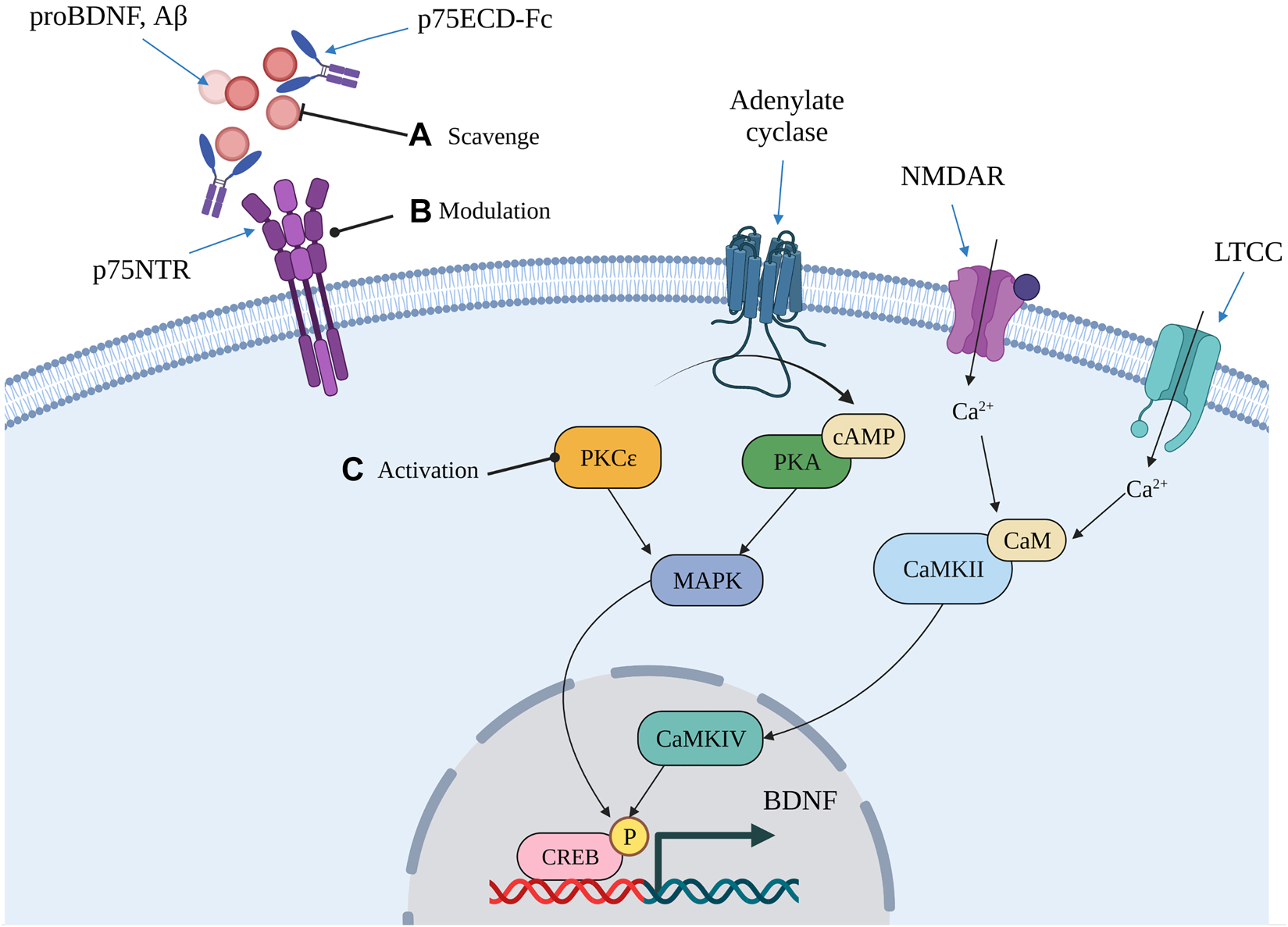 Figure 3:
Some therapeutic approaches aimed at restoring the neurotrophic imbalance that may modify the course of AD pathology.
One approach that may alter the course of AD progression involves countering p75NTR-mediated neurodegenerative signalling through either direct or indirect modulation of the receptor (A, B). Indirect modulation involves scavenging neurodegenerative ligands to prevent further amyloid deposition and p75NTR-mediated tau hyperphosphorylation (A). Direct modulation involves using compounds to directly interact with the receptor and alter its signalling (B). Another approach is to stimulate BDNF transcription by increasing the activity of kinases that regulate its activity-dependent transcription (C). This approach may lead to the stabilisation of excitatory synapses and improve their function, thereby slowing or halting AD-related synapse loss. Image created with BioRender.com. BDNF, brain-derived neurotrophic factor; CaM, Calmodulin; CaMKII, Ca2+/calmodulin-dependent kinase II; CaMKIV, Ca2+/calmodulin-dependent kinase IV; cAMP, cyclic adeno monophosphate; CREB, calcium responsive element binding protein; LTCC, L-type voltage-gated Ca2+ channel; MAPK, mitogen-activated protein kinase; NMDAR, N-methyl-d-aspartate receptor; p75ECD-Fc, fusion protein of p75NTR and human IgG-Fc; P, phosphorylation; PKA, protein kinase A; PKCε, protein kinase C epsilon.