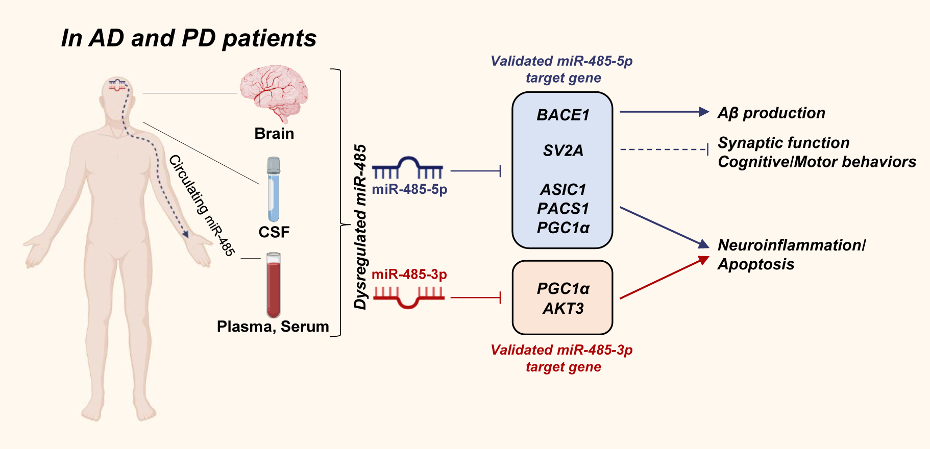 Figure 1:
The novel roles of miR-485 in the pathogenesis of Alzheimer’s disease (AD) and Parkinson’s disease (PD).
The dysregulated miR-485 (miR-485-5p or miR-485-3p) is found in the brain, cerebrospinal fluid (CSF), plasma, and serum in the patients with AD and PD. MiR-485 plays role in the regulation of beta-amyloid (Aβ) production, synaptic function, cognitive, and motor behaviors, neuroinflammation, and apoptosis via regulating the validated target genes of miR-485-5p (represented in blue box) and miR-485-3p (represented in red box). BACE1, β-site amyloid precursor protein-cleaving enzyme 1; SV2A, synaptic vesicle glycoprotein 2A; ASIC1, acid-sensing ion channel 1; PACS1, phosphofurin acidic cluster sorting protein 1; PGC1α, peroxisome proliferator-activated receptor-gamma coactivator 1-alpha; AKT3, AKT serine/threonine kinase 3.