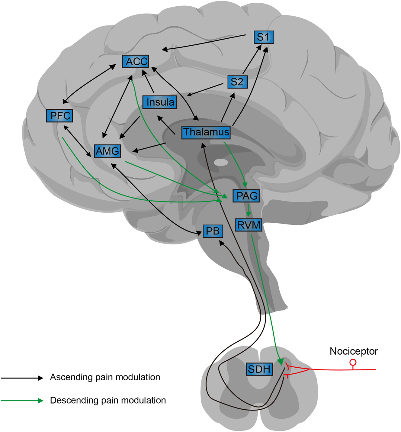 The 'in's and out's' of descending pain modulation from the rostral  ventromedial medulla: Trends in Neurosciences, image size:1328x1430