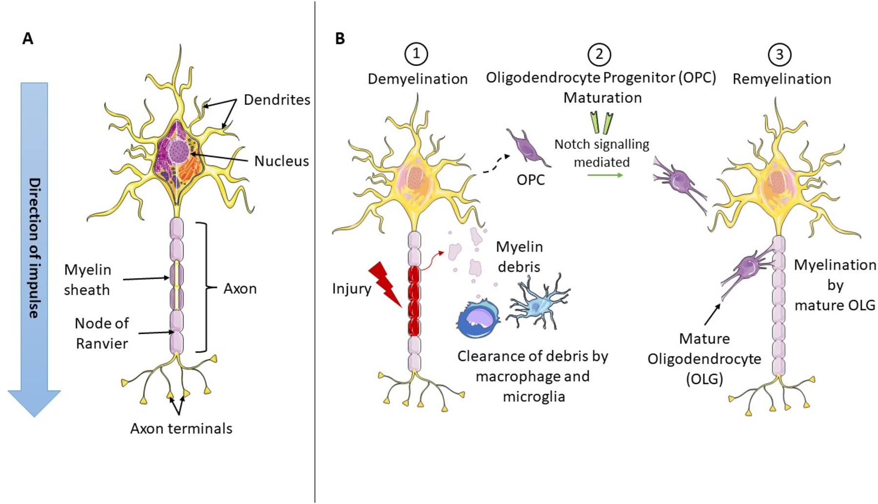 Figure 1: 
Myelin anatomy, and the processes of demyelination and remyelination. (A) Basic anatomy of a myelinated neuron, including the myelin sheath and nodes of Ranvier. (B) A schematic of the process of demyelination caused by axonal injury, followed by the processes of oligodendrocyte progenitor cell (OPC) maturation, and remyelination.
