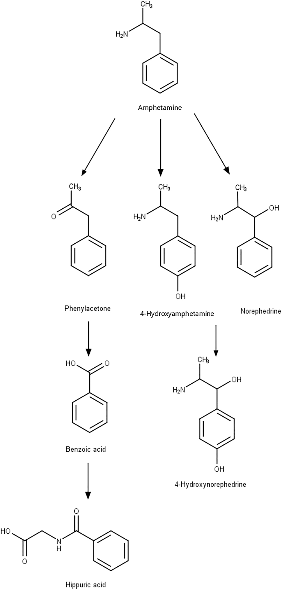 Figure 2:
Metabolism of amphetamine (AMPH) and its main human metabolites. Created with ChemDraw version 20.0.