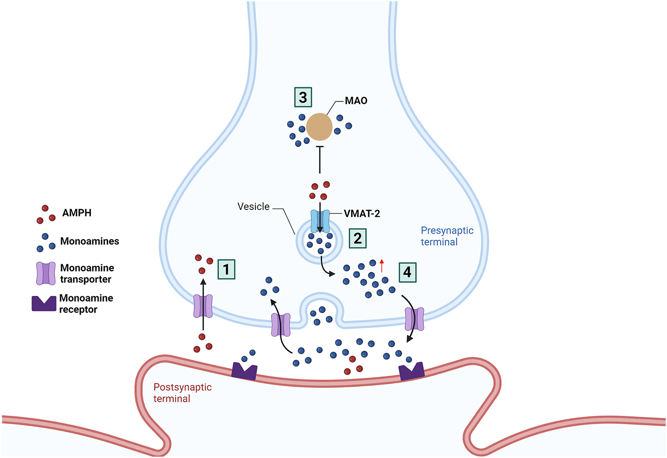 Figure 3:
Mechanism of action of amphetamine (AMPH). AMPH inhibits: (1) monoamine transporters, transmembrane proteins that are responsible for the reuptake of dopamine, noradrenaline, and serotonin from the synaptic cleft to the presynaptic terminal and uses it to enter the neuron; (2) vesicular monoamine transporter-2 (VMAT-2), leading to increased monoamines release within synaptic vesicles increasing the cytoplasmic pool of neurotransmitters; (3) monoamine oxidase (MAO), causing an increase in presynaptic levels of monoamines. (4) Furthermore, its action leads to monoamine transporter transport reversal moving monoamines to the synaptic cleft. The significant increase in neurotransmitters in the synaptic cleft increases monoaminergic transmission. Image created using BioRender (www.biorender.com).