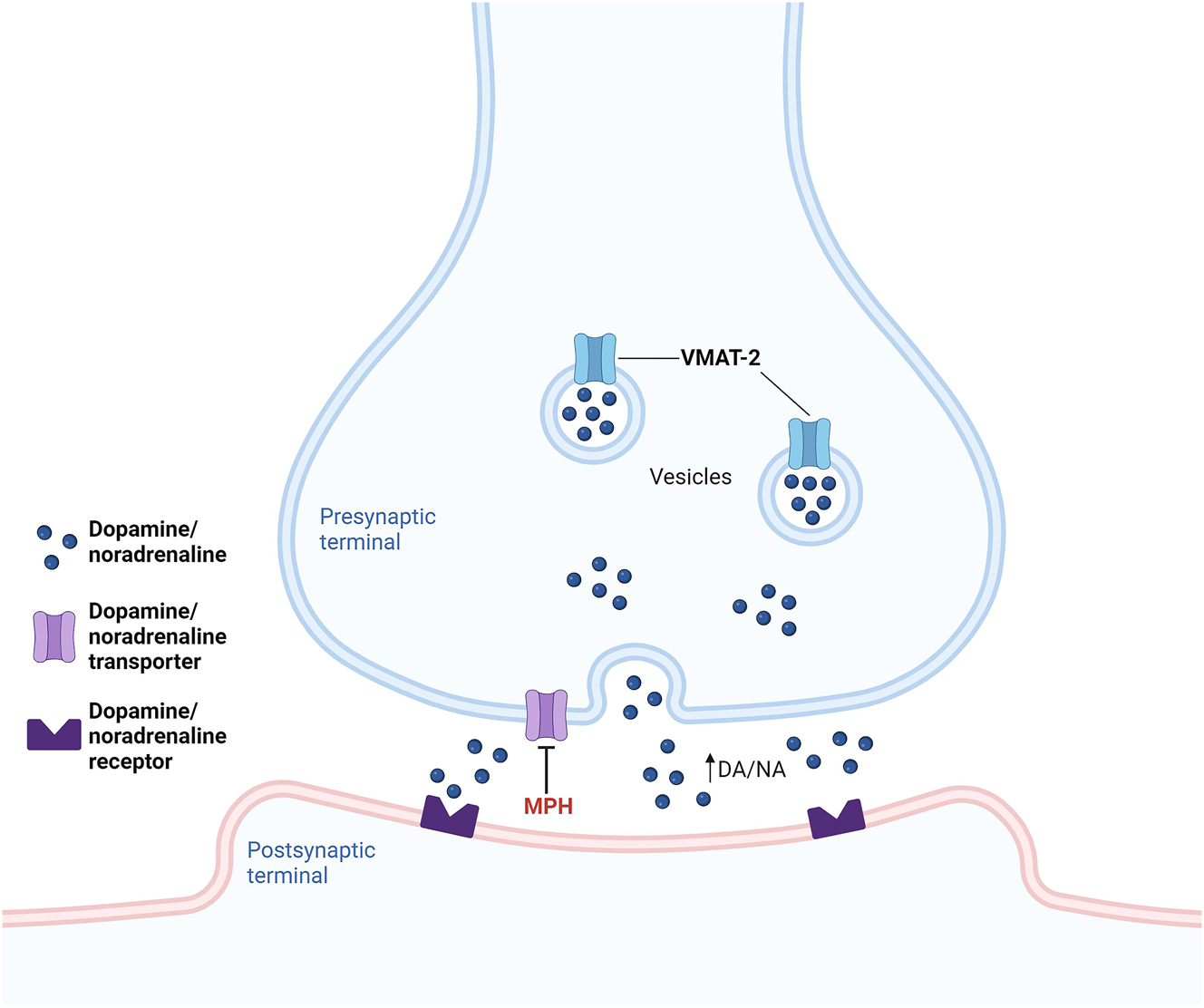 Figure 5:
Mechanism of action of methylphenidate (MPH). MPH: (1) inhibits dopamine and noradrenaline transport by binding and blocking their transporters in the presynaptic cell membrane, blocking the reuptake of these neurotransmitters, increasing their post-synaptic levels, and leading to a prolonged and/or intensified effect; (2) redistributes vesicular monoamine transporter-2 (VMAT-2) and associated vesicles within nerve terminals away from the synaptosomal membranes and into the cytoplasm, increasing the dopamine (DA) and noradrenaline (NA) traffic, sequestration, content, and exocytotic release of synaptic vesicles. Image created using BioRender (www.biorender.com).