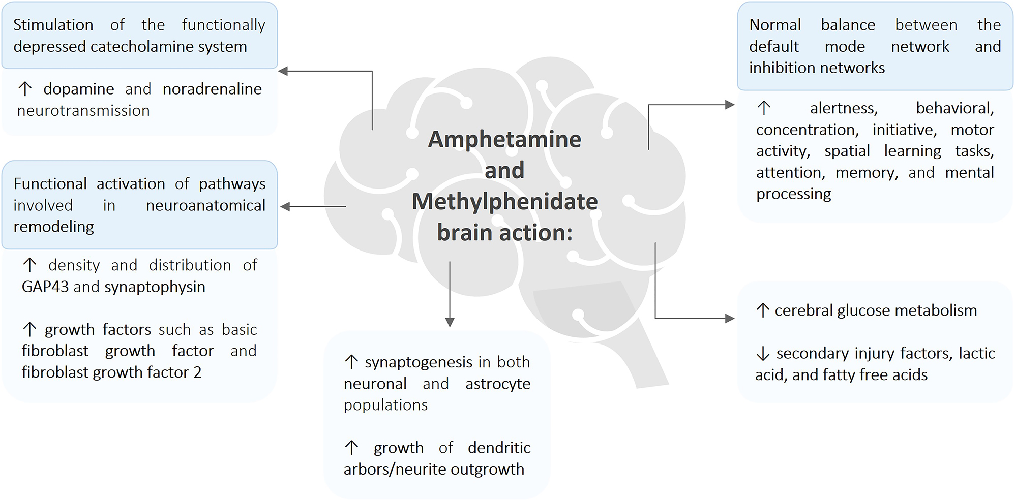Figure 7:
Graphical systematization of the amphetamine and methylphenidate brain’s actions. Briefly, amphetamine and methylphenidate showed the ability to stimulate the functionally depressed catecholamine system after injury, by elevating dopamine and noradrenaline neurotransmission. At the same time, functional activation of the pathways involved in neuroanatomical remodeling by the increase of density and distribution of neuronal proteins such as growth associated protein 43 (GAP43), synaptophysin, and growth factors like basic fibroblast growth factor and fibroblast growth factor 2 were reported. This increase is probably related to enhanced synaptogenesis in both neuronal and astrocyte populations, along with the growth of dendritic arbors/neurite outgrowth. The higher cerebral glucose metabolism and the decreased levels of secondary injury factors, lactic acid, and fatty free acid reported are perhaps linked to the recovery provided by amphetamine and methylphenidate actions. All these findings are ultimately linked to the patient’s recovery, leading to increased alertness, behavior, concentration, initiative, motor activity, spatial learning tasks, attention, memory, and mental processing, when compared to a nontreated patient or with the post-injury stage.
