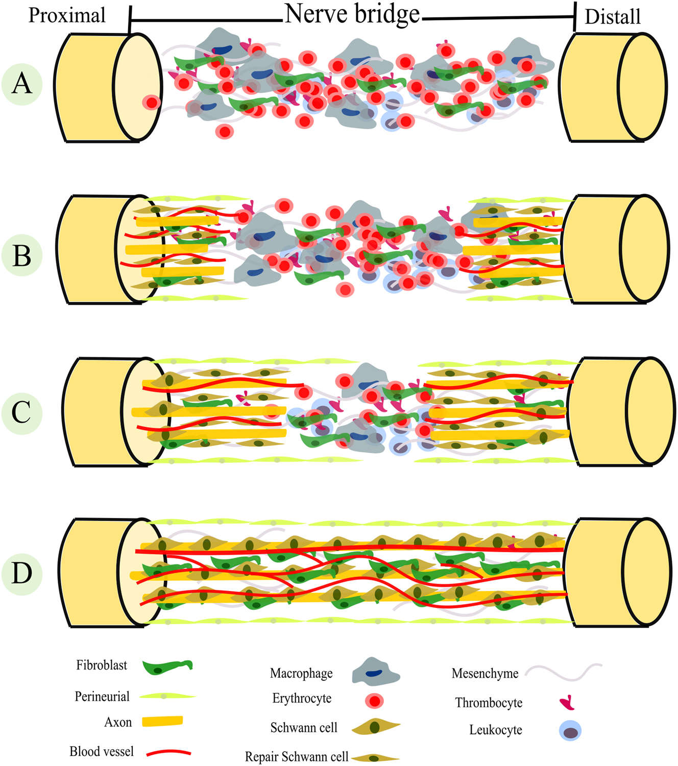 コレクション kiob Advanced techniques and innovations in peripheral nerve