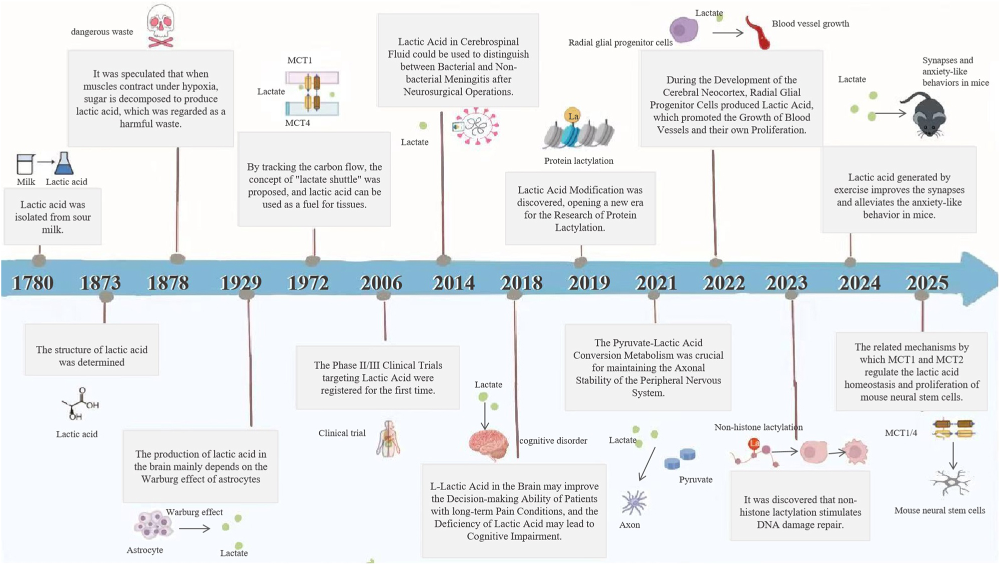 Figure 1:
Milestone events in lactate metabolism and lactylation research.