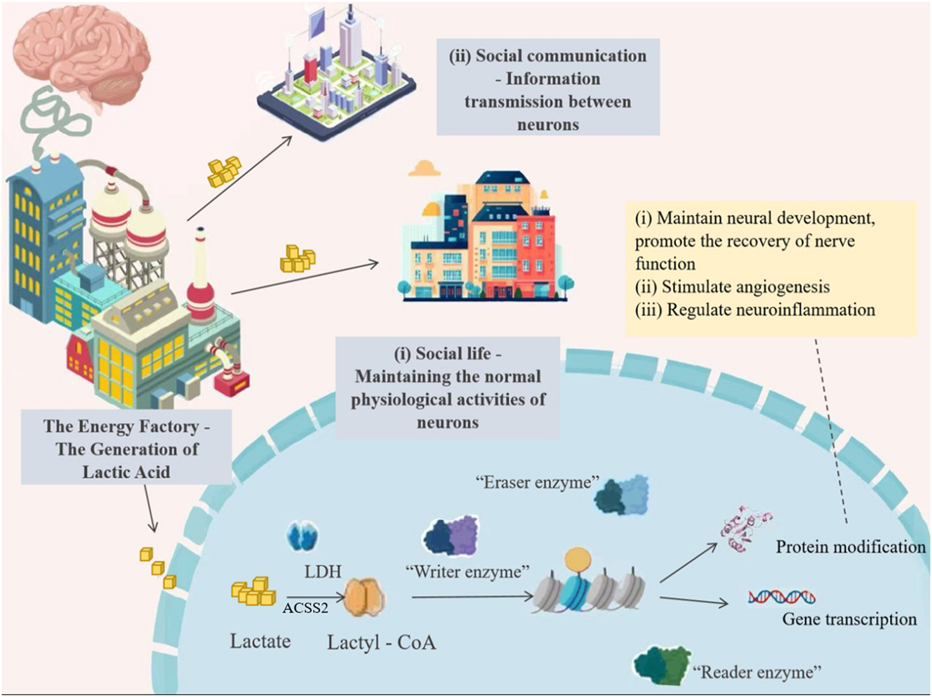 Figure 2:
The occurrence of lactate and lactylation in the brain.