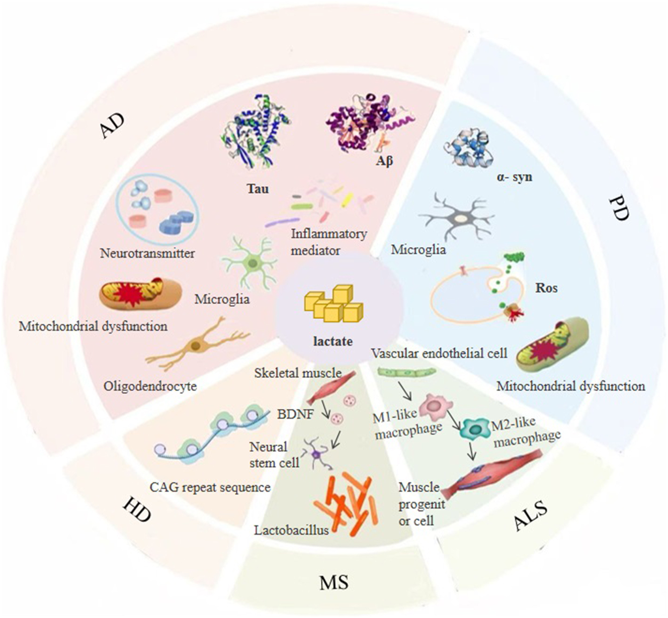 Figure 3:
Lactic acid and lactylation impact the pathogenic mechanisms of neurodegenerative diseases.