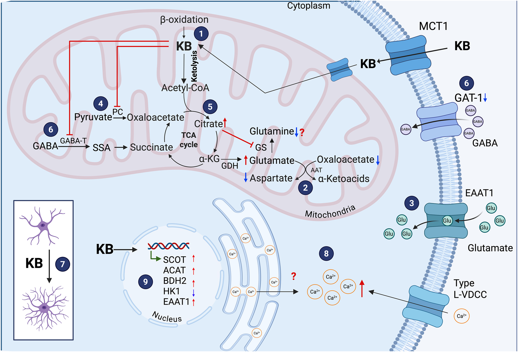 Figure 1:
Effects of ketone bodies (KB) on astrocytes. Astrocytes can metabolize KB, although less efficiently than neurons (1). In astrocytes, β-hydroxybutyrate (BHB) decreases intracellular aspartate and increases glutamate levels due to decreased transamination reaction of aspartate (2). BHB elevates astrocytic glutamate uptake (3). KB inhibits pyruvate carboxylase (4) and reduce intracellular glutamine levels, likely due to elevated citrate concentrations (5). BHB also suppresses the expression and activity of GABA-transaminase (GABA-T), and decrease GAT-1 (6). BHB promotes a morphological transformation in astrocytes from a polygonal to a stellate shape with increased number of cellular processes (7), and elevates intracellular Ca2+ levels through Type L-VDCC (8). At the molecular level, BHB upregulates the expression of genes encoding succinyl-CoA:3-ketoacid CoA transferase (SCOT), acetoacetyl-CoA thiolase (ACAT), 3-hydroxybutyrate dehydrogenase type 2 (BDH2), and the glutamate transporter EAAT1, while downregulates hexokinase 1 (HK1) (9).