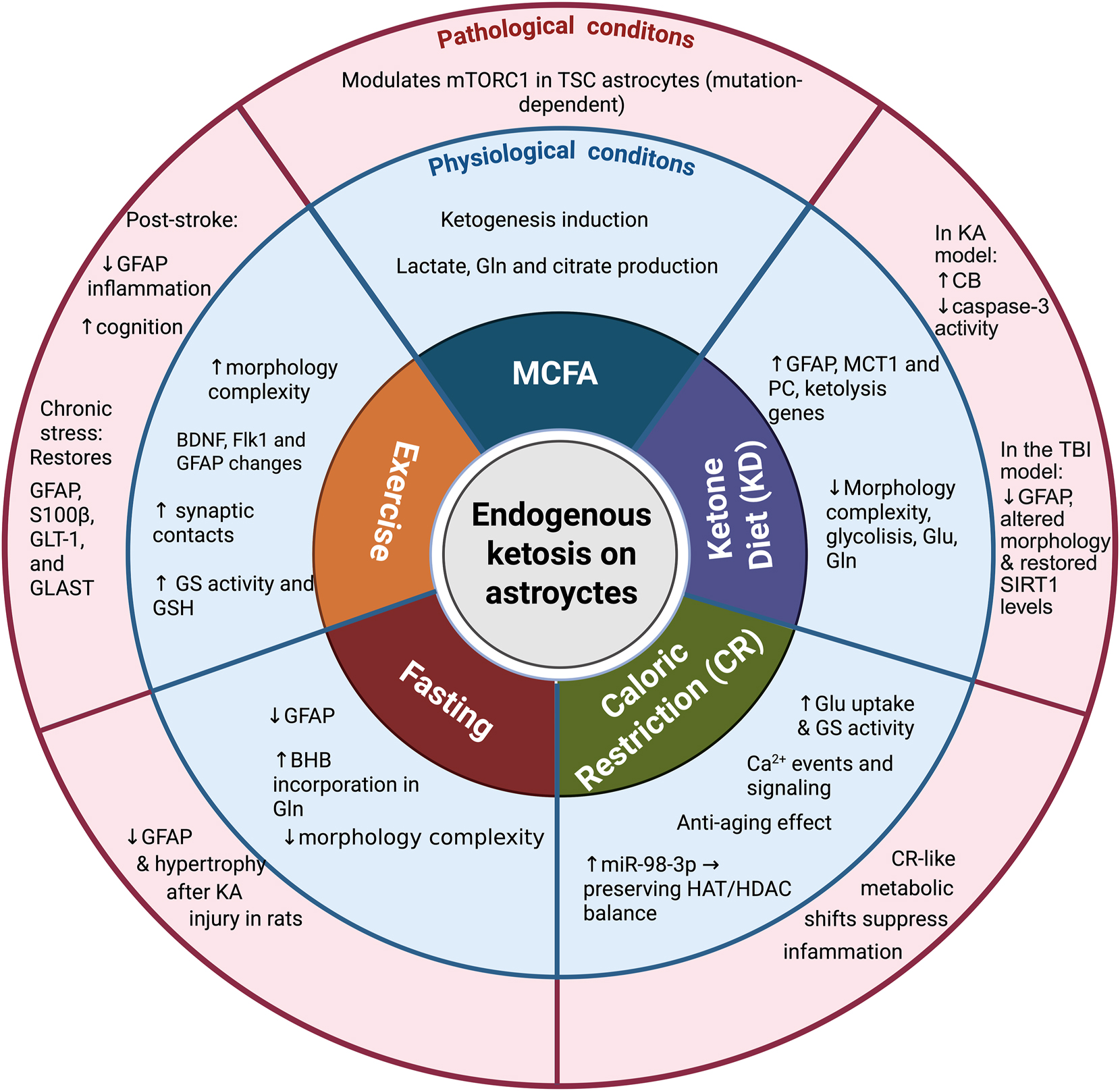 Figure 2:
Effects of endogenous ketosis on astrocytes under physiological and pathological conditions. Schematic representation illustrating the effects of various endogenous ketotherapeutic strategies including medium-chain fatty acids (MCFAs), the ketogenic diet (KD), caloric restriction (CR), fasting, and exercise on astrocytes under both physiological (blue circle) and pathological conditions (red circle).
