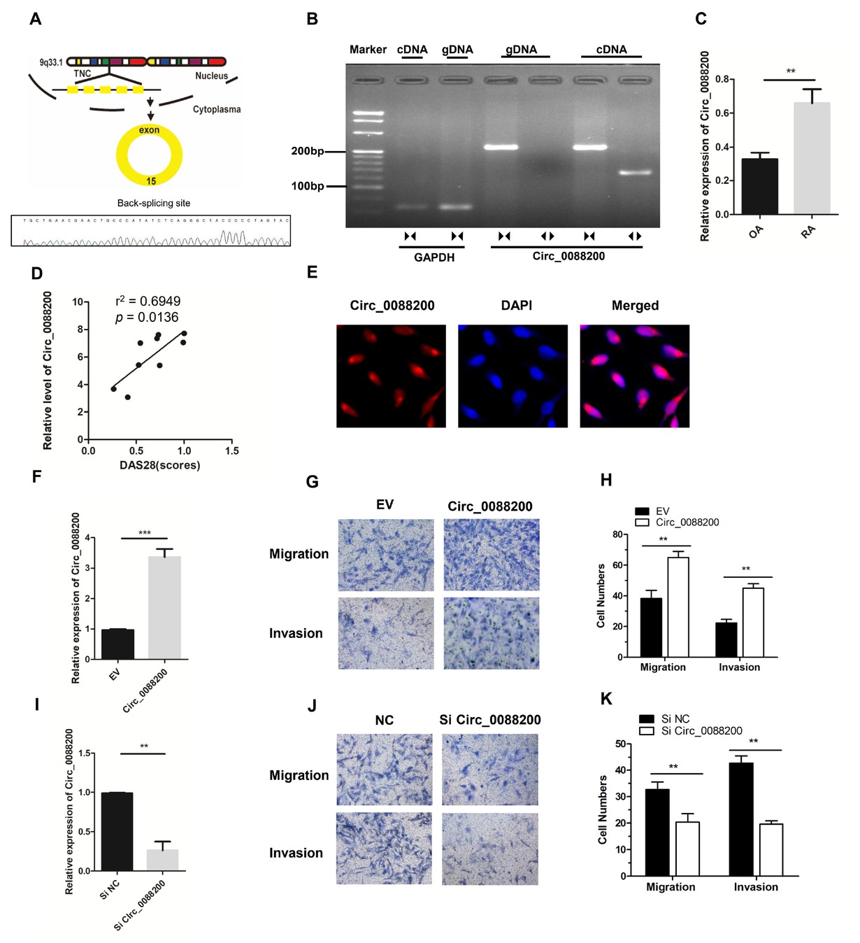 Figure 1 Circ_0088200 promotes the migration and invasion of RA-FLS. (A) Schematic diagram of Circ_0088200 formation via the circularization of exon 15 of TNC (encoding tenascin C). (B) Divergent primers amplified Circ_0088200 from cDNA but not from genomic DNA (gDNA). (C) The expression levels of Circ_0088200 were detected using qRT-PCR. RA-FLS, n = 9; OA-FLS, n = 7. (D) Circ_0088200 expression in RA-FLS correlated positively with the RA disease activity score in 28 joints (DAS28 score). (n = 9; r2= 0.6949, P = 0.0136). (E) The localization of Circ_0088200 in RA-FLS was detected using FISH. Scale bar, 50 μm. (F) RA-FLS were transduced with adenovirus expressing Circ_0088200. The expression of Circ_0088200 was detected using qRT-PCR. (G-H) Migratory and invasive activities of RA-FLS were assessed by Transwell migration and Matrigel invasion assays. (I) The expression of Circ_0088200 was detected using qRT-PCR. RA-FLS were transfected with Circ_0088200 siRNAs. (J-K) Migratory and invasive activities of RA-FLS were assessed by Transwell migration and Matrigel invasion assays. Data are shown as the mean ± SD. NS: not significant. *P < 0.05, **P < 0.01, ***P < 0.001.
