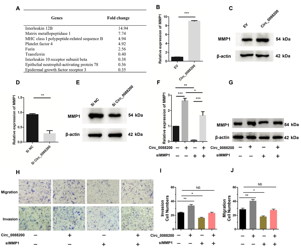 Figure 2 Circ_0088200 induces MMP1 expression in RA-FLS. (A) Microarrays analysis of dysregulated genes in RA-FLS expressing Circ_0088200 and control RA-FLS. (B-C) MMP1 mRNA and protein levels were detected using qRT-PCR and western blotting. RAFLS were transfected with adenovirus expressing Circ_0088200. (D-E) MMP1 mRNA and protein levels were detected using qRT-PCR and western blotting. RA-FLS were transfected with Circ_0088200 siRNA. (F-G) MMP1 mRNA and protein levels were detected using qRT-PCR and western blotting. RA-FLS were cotransfected with the adenovirus expressing Circ_0088200 or/and MMP1 siRNA. (H-J) Migratory and invasive activities of RA-FLS were assessed using Transwell migration and Matrigel invasion assays. RA-FLS were cotransfected with the adenovirus expressing Circ_0088200 or/and MMP1 siRNA. Data are shown as the mean ± SD. NS: not significant. *P < 0.05, **P < 0.01, ***P < 0.001.