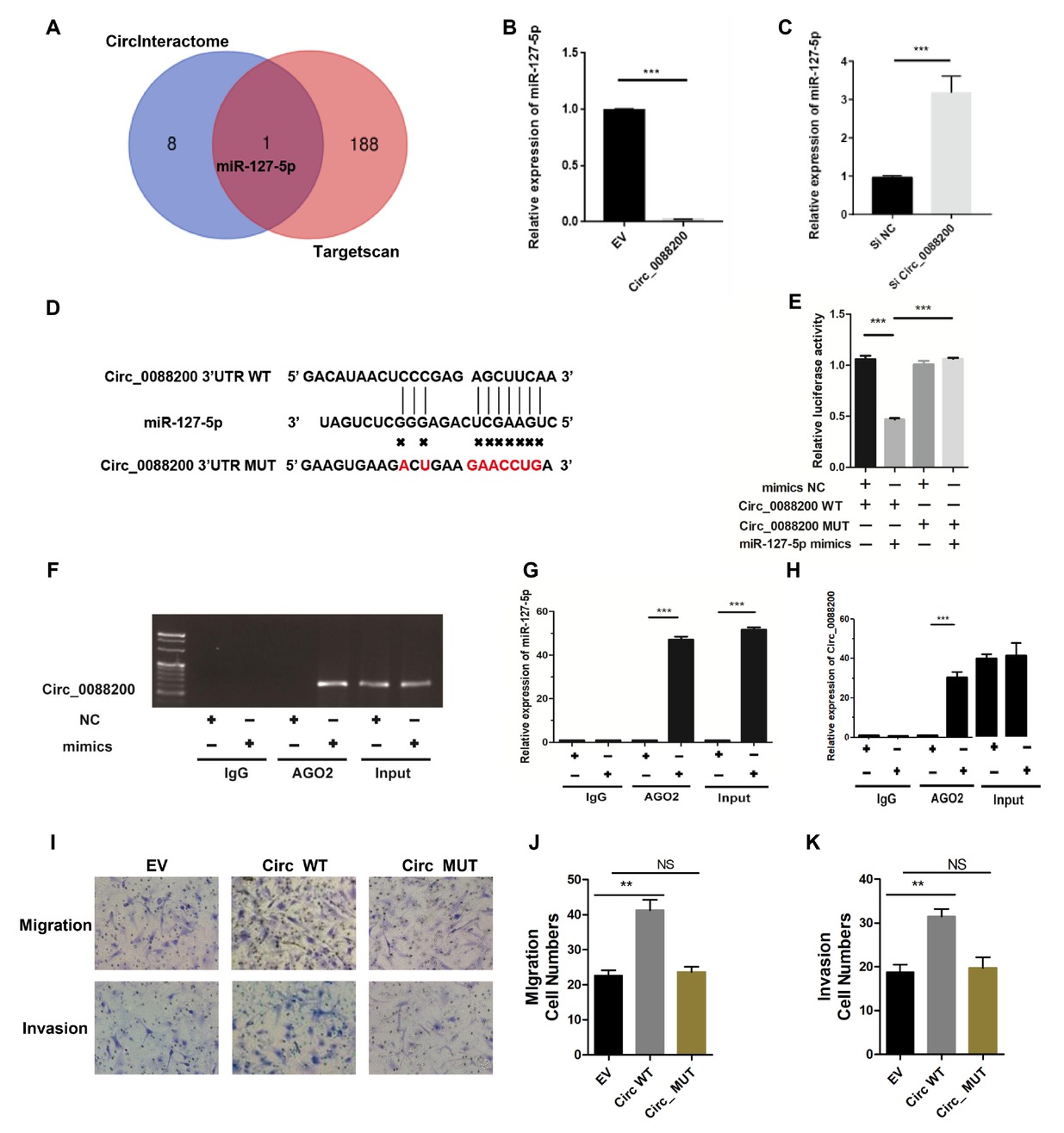 Figure 3 Circ_0088200 acts as sponge of miR-127-5p in RA-FLS. (A) Schematic illustration showing the identification of miR-127-5p, predicted from two available databases (circinteractome and Targetscan). (B-C) qRT-PCR analysis of the expression of miR-127-5p after transfection with adenovirus expressing Circ_0088200 or Circ_0088200 siRNA. (D) Wild-type (WT) or mutant (MUT) miR127-5p target sequences of Circ_0088200. (E) The relative luciferase activities were detected in RA-FLS after co-transfection with luciferase reporter plasmids containing WT or MUT Circ_0088200 sequences and miR-127-5p mimics. (F) RA-FLS were transfected with the miR-127-5p mimics or the negative control. Anti-argonaute 2 (AGO2) RNA immunoprecipitation (RIP) was used to investigate AGO2 binding to Circ_0088200 and miR-127-5p; IgG was used as a negative control. (G-H) The expression of Circ_0088200 and miR-127-5p were detected by qRT-PCR. (I-K) Migratory and invasive activities of RA-FLS were assessed using Transwell migration and Matrigel invasion assays. RA-FLS were transfected with the adenovirus expressing Circ_0088200 or the adenovirus expressing Circ_0088200 with mutated miR-127-5p binding sites. Data are shown as the mean ± SD. NS: not significant. *P < 0.05, **P < 0.01, *** P < 0.001.