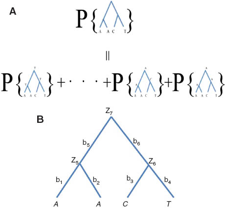 Figure A1 The probability density function p(·) of a column of nucleotides given the phylogenetic tree. (A) The column of nucleotides (A, A, C, T) are at the tips of the tree. The probability of (A, A, C, T) given the tree (on the top) is equal to the sum of the probabilities at the bottom, in which the nucleotides at the internal nodes of the tree are given. Each probability at the bottom is the product of Pij(t)s, the probabilities for individual branches on the tree. (B) A four taxa rooted phylogenetic tree. The ith site observed at tip has pattern AACT. The internal nodes zk∈{A, C, G, T}, 5≤k≤7 are ancestral status; and bj≥0, 1≤j≤6 are branches lengths.
